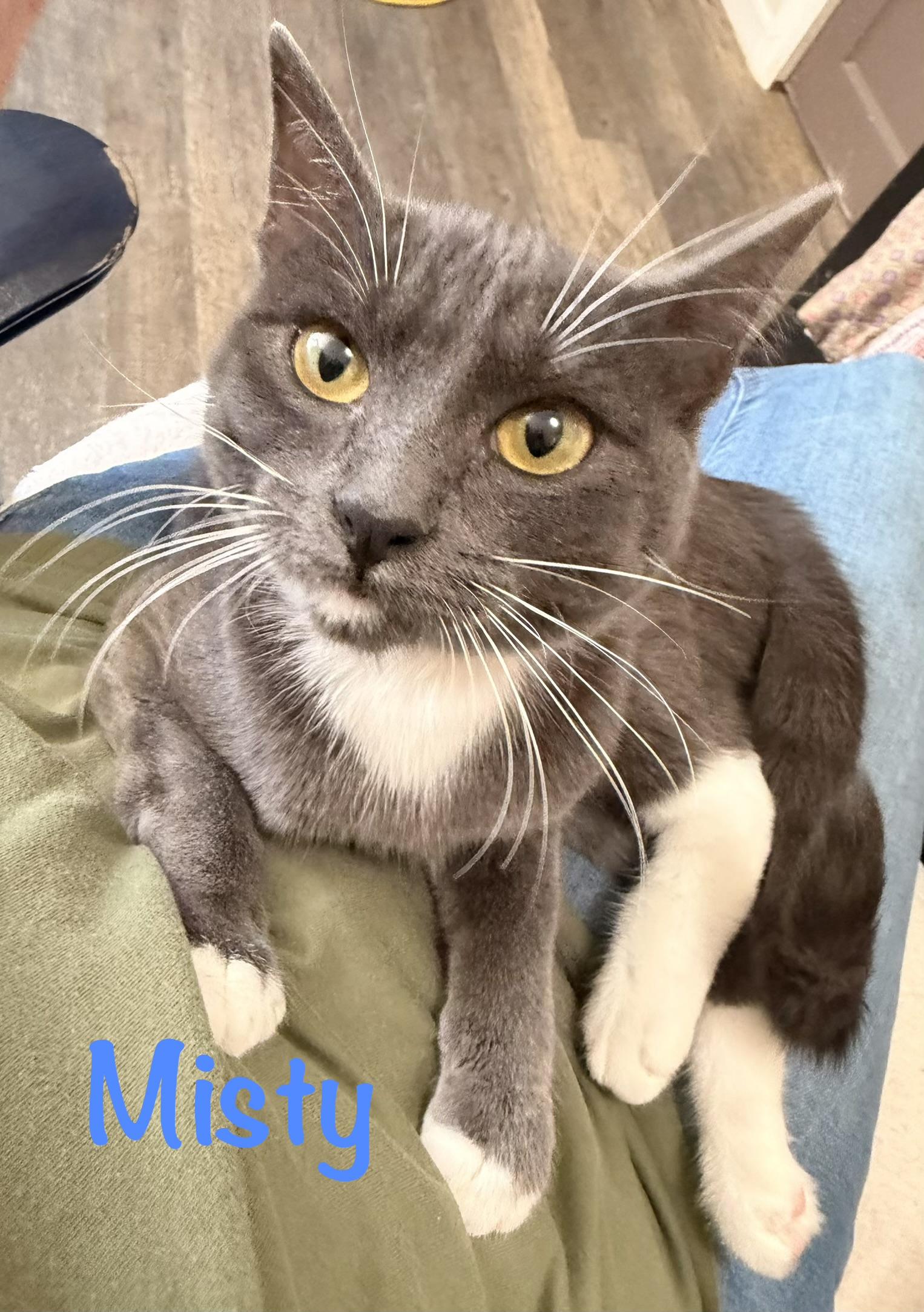 Enlarge Misty, a Adoptable Domestic Short Hair in Crescent City, CA image 1/3