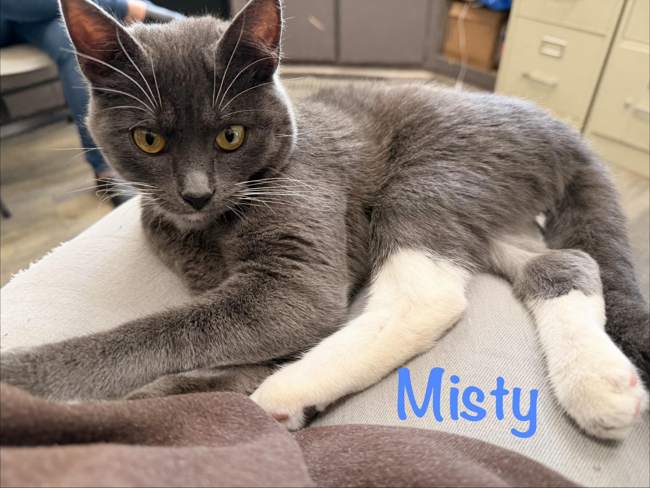 Enlarge Misty, a Adoptable Domestic Short Hair in Crescent City, CA image 2/3