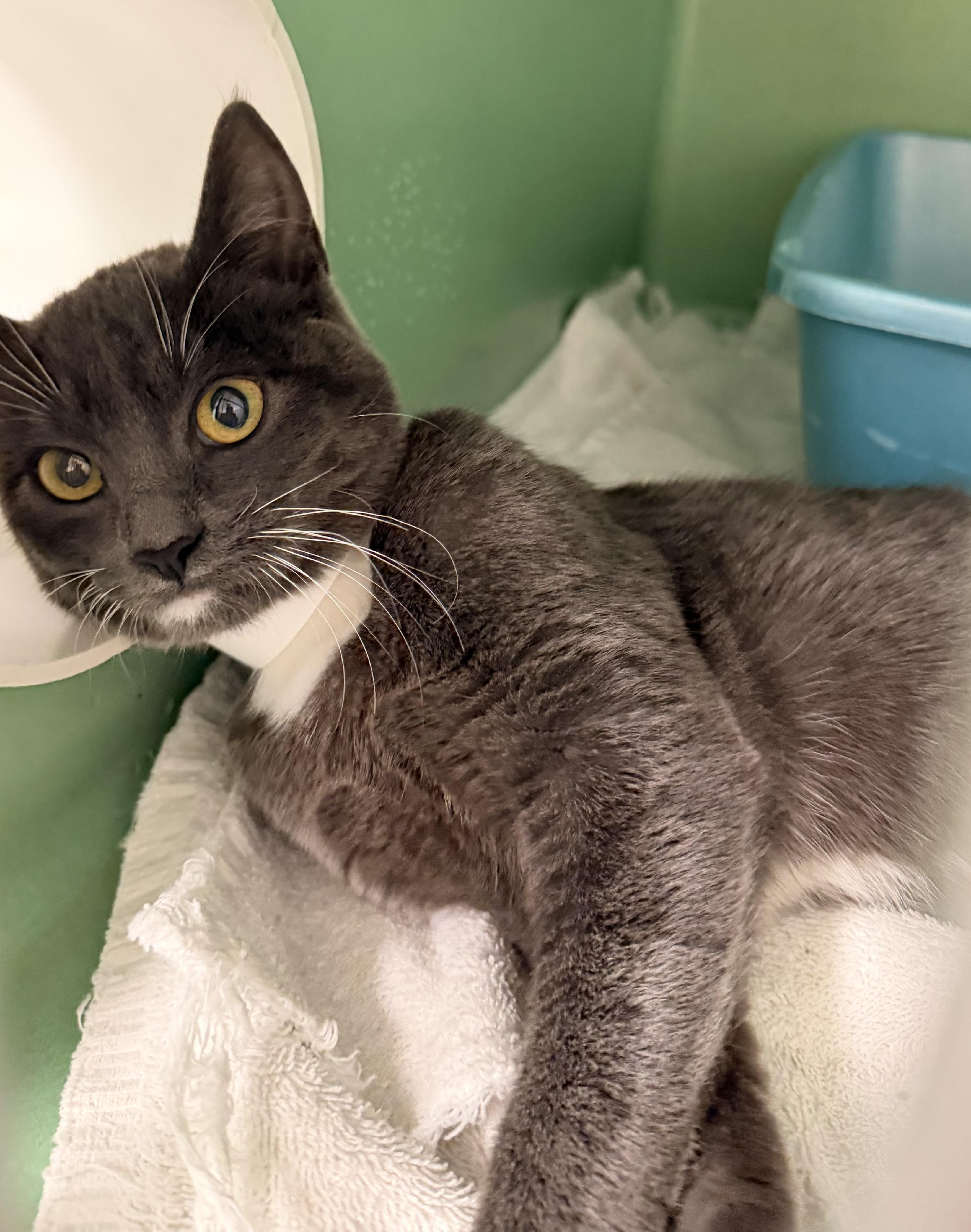 Enlarge Misty, a Adoptable Domestic Short Hair in Crescent City, CA image 3/3
