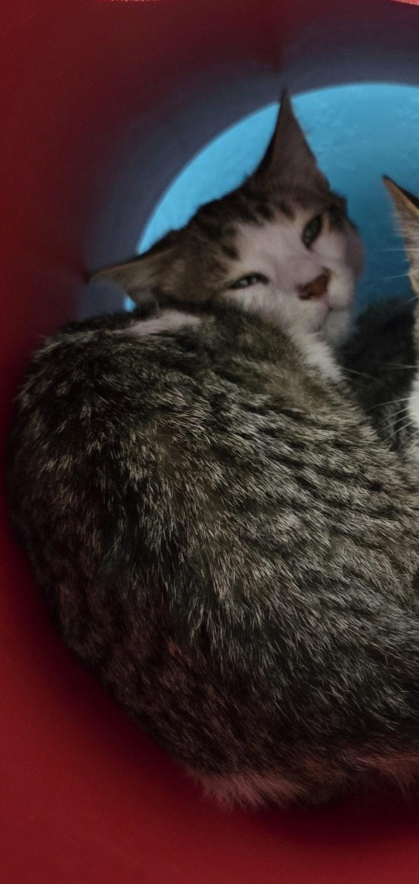 Flounder, Adoptable, Young Male Domestic Short Hair.