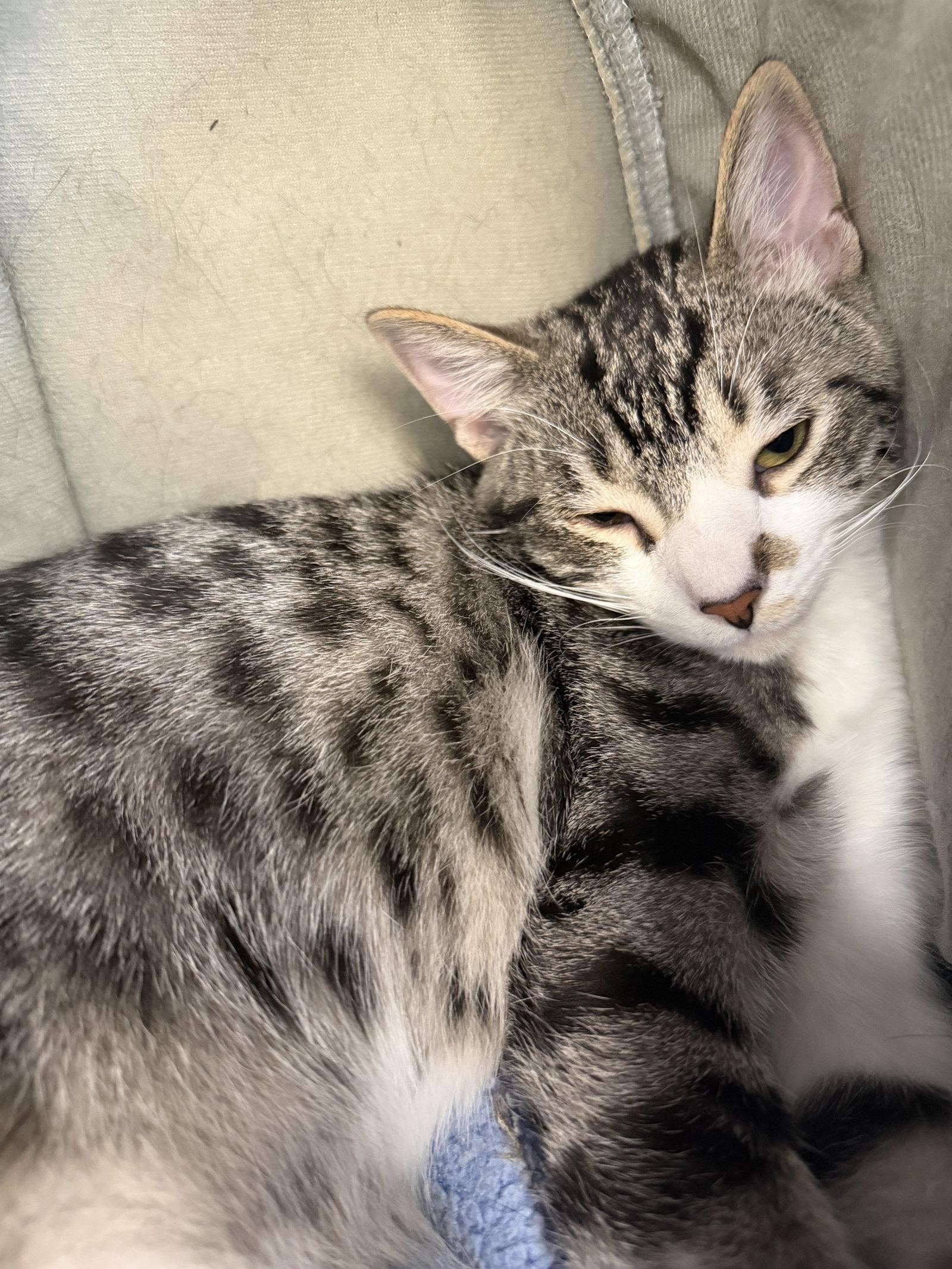 Enlarge Flounder, a Adoptable Domestic Short Hair in Evergreen, CO image 2/3