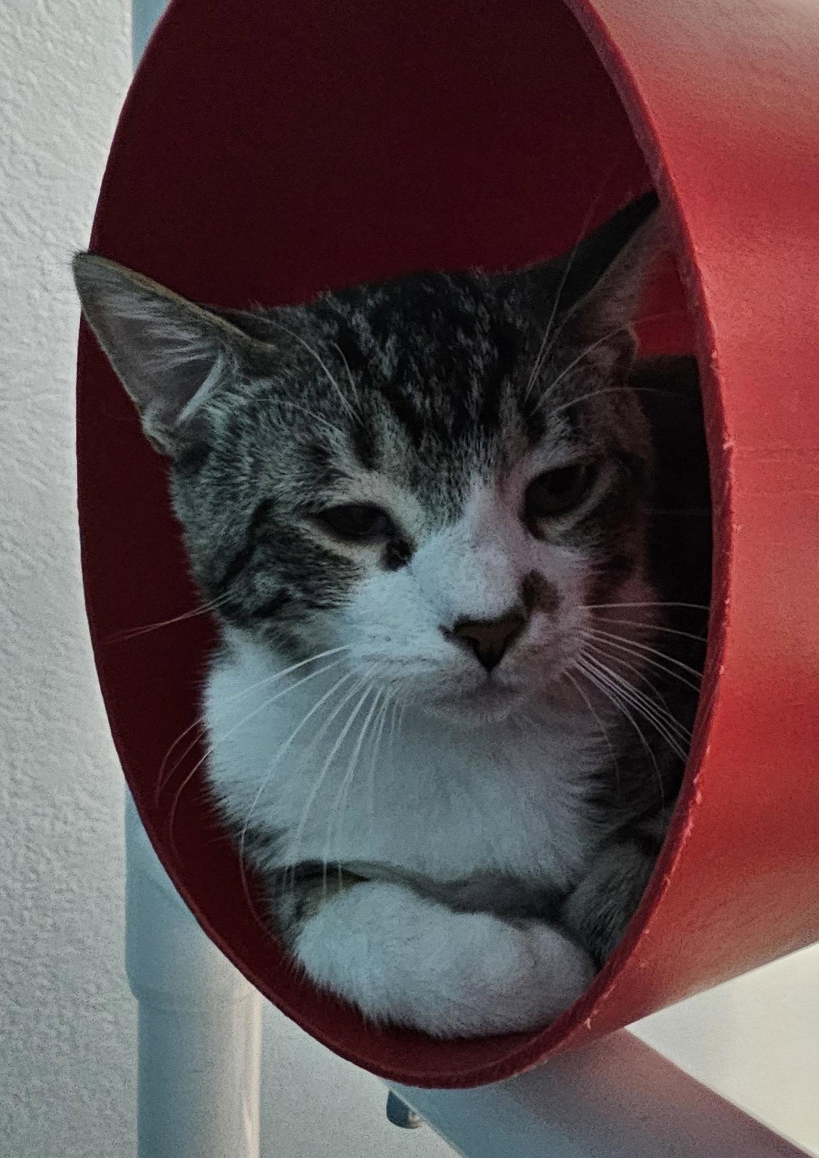 Enlarge Flounder, a Adoptable Domestic Short Hair in Evergreen, CO image 3/3