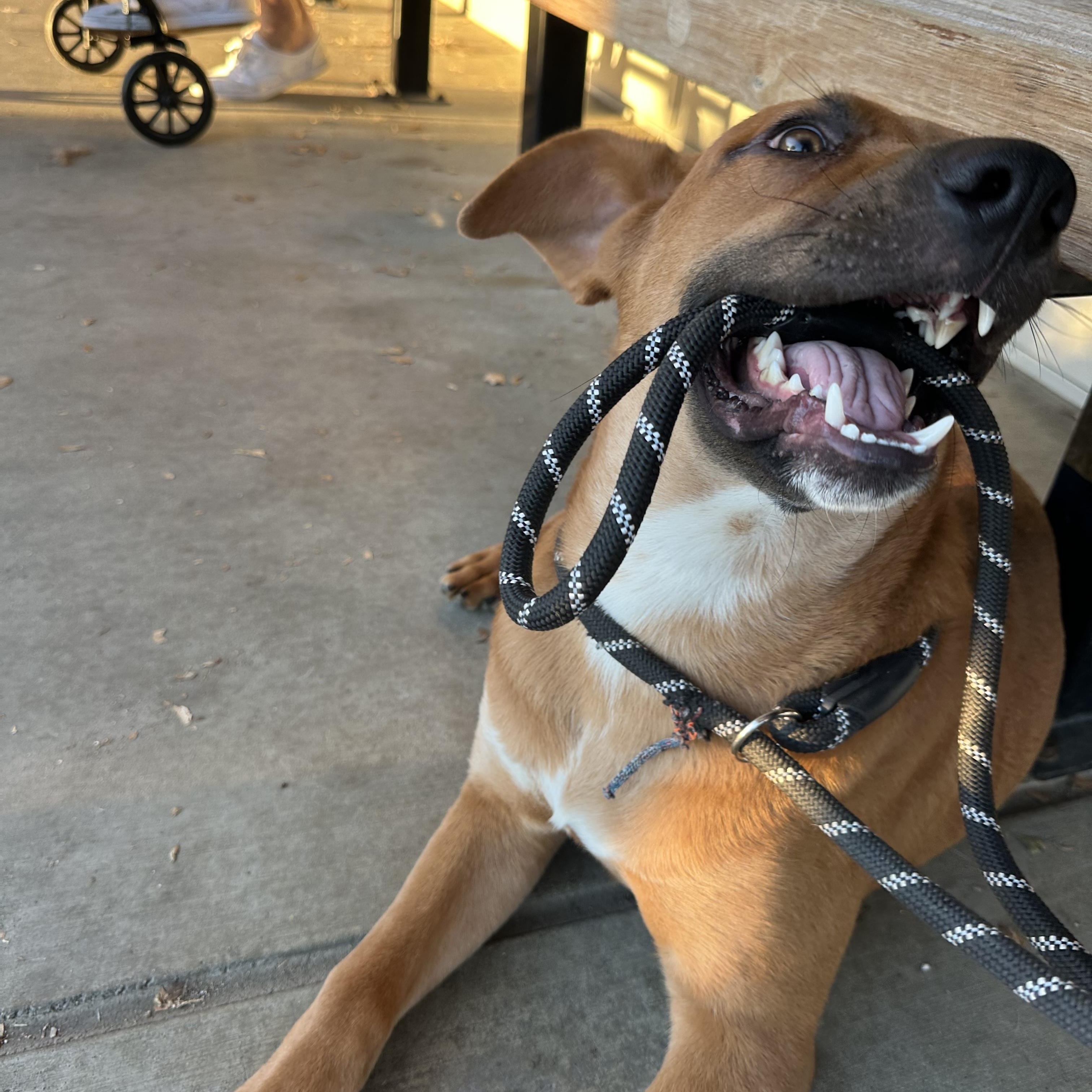 Enlarge Clyde, a Adoptable mixed breed in Oak Park, MN image 3/6