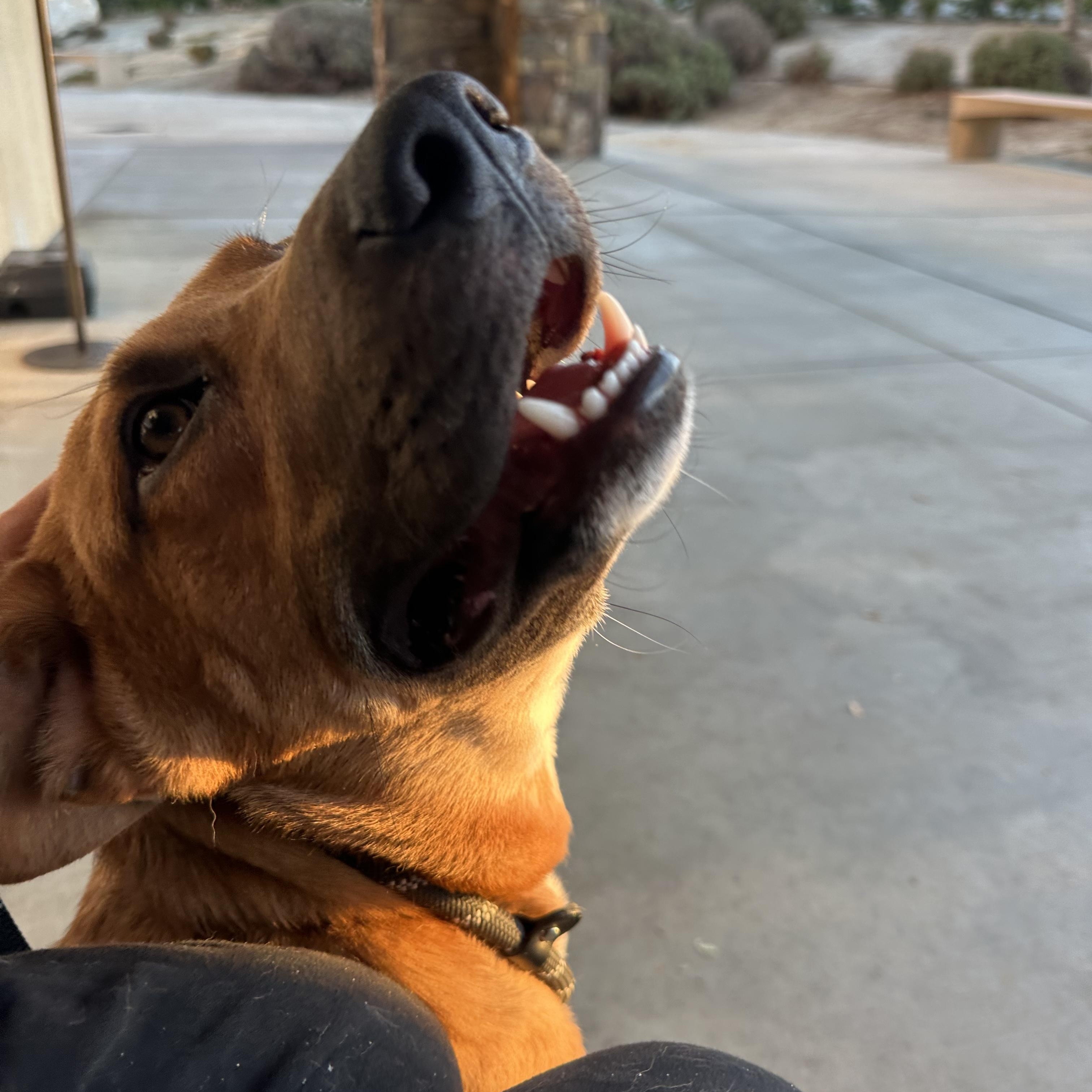 Clyde, Adoptable, Young Male Black Mouth Cur & Shepherd.