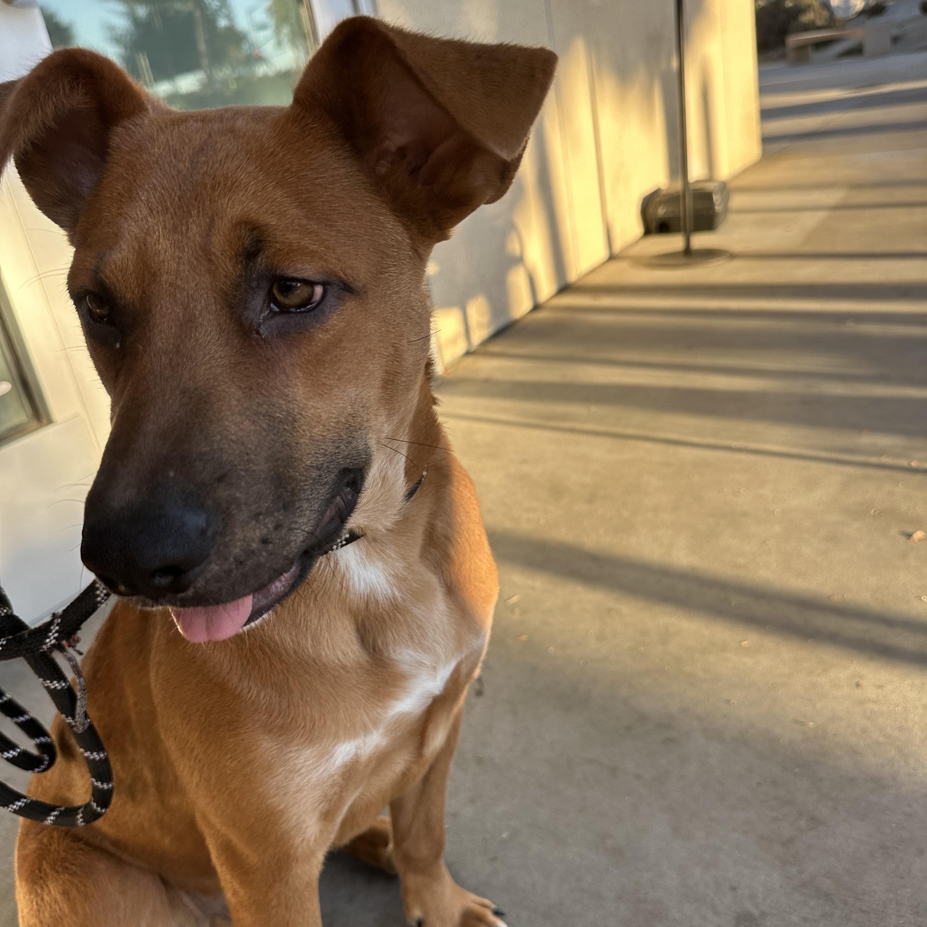 Enlarge Clyde, a Adoptable mixed breed in Oak Park, MN image 4/6