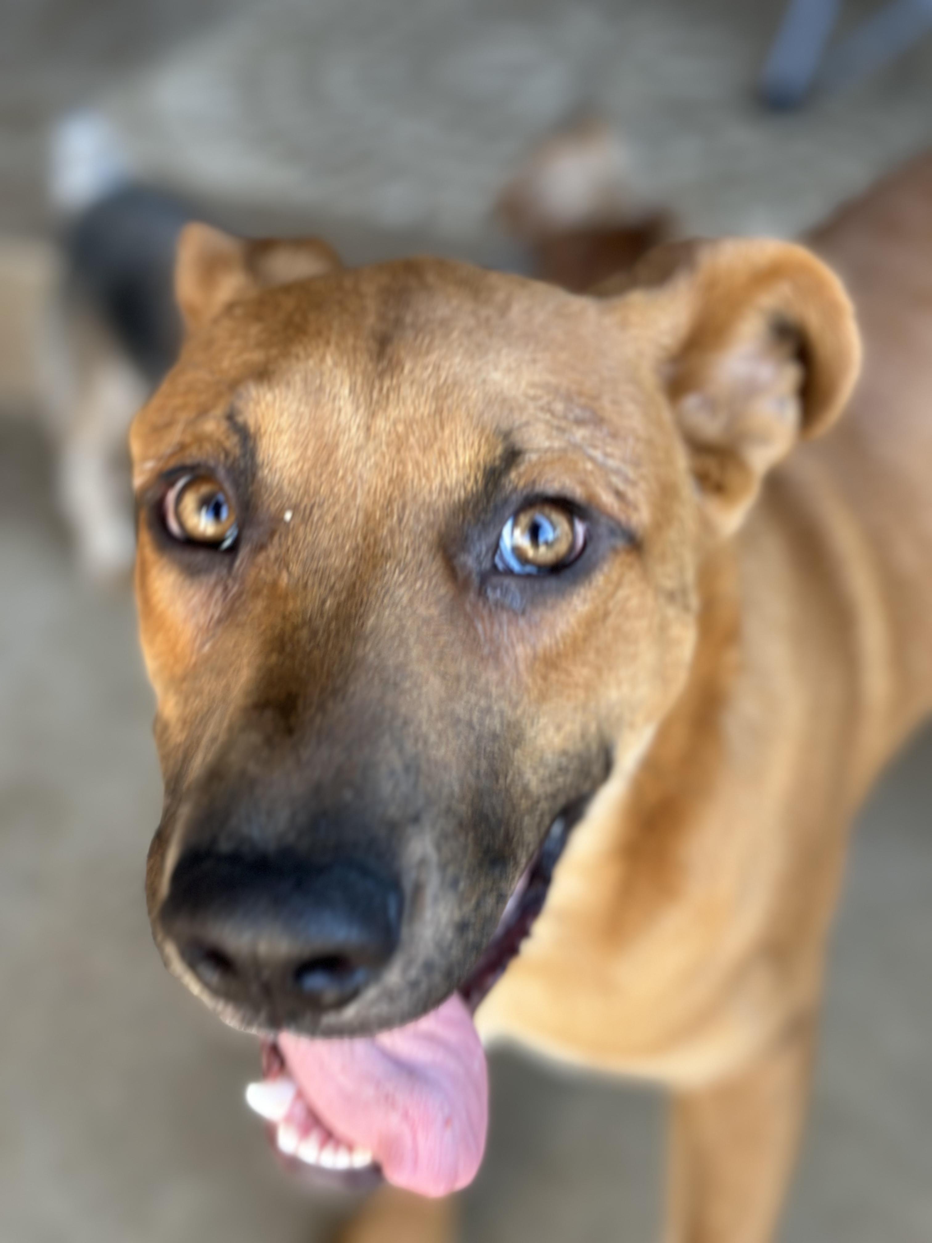 Enlarge Clyde, a Adoptable mixed breed in Oak Park, MN image 5/6