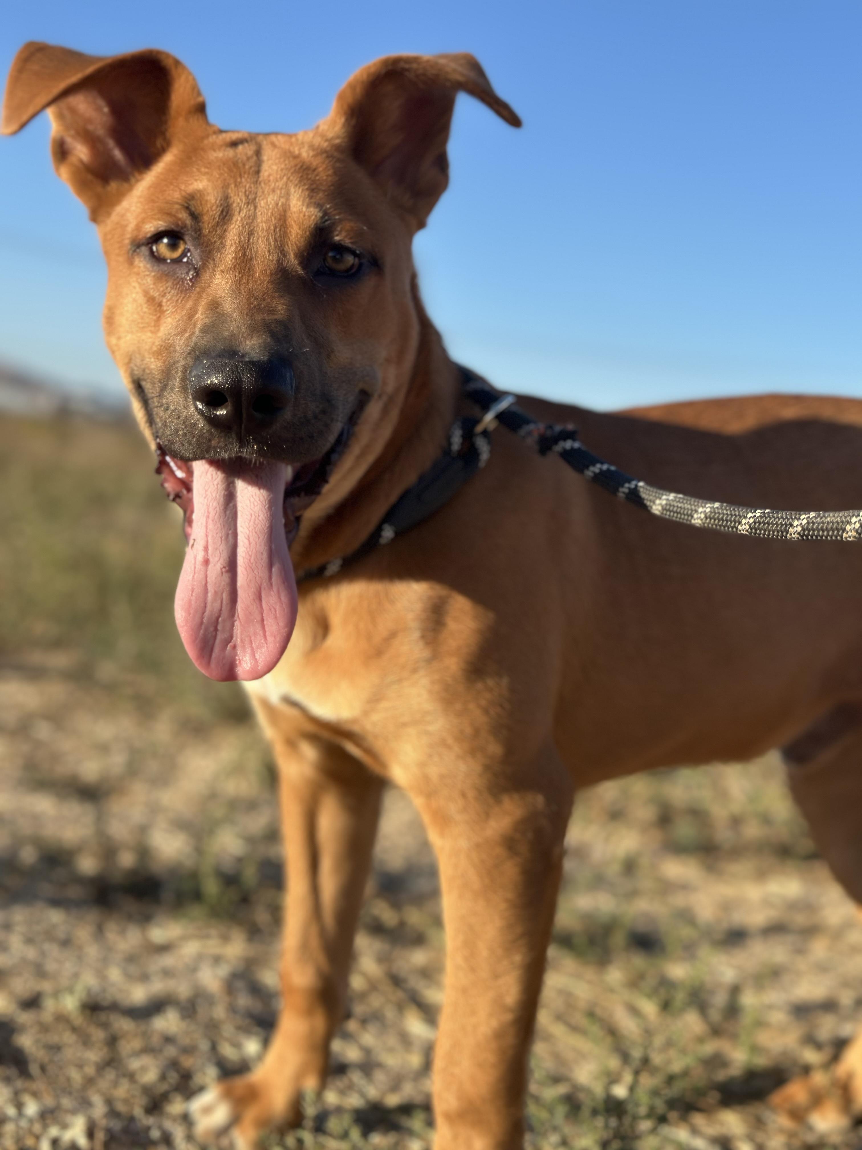 Enlarge Clyde, a Adoptable mixed breed in Oak Park, MN image 1/6