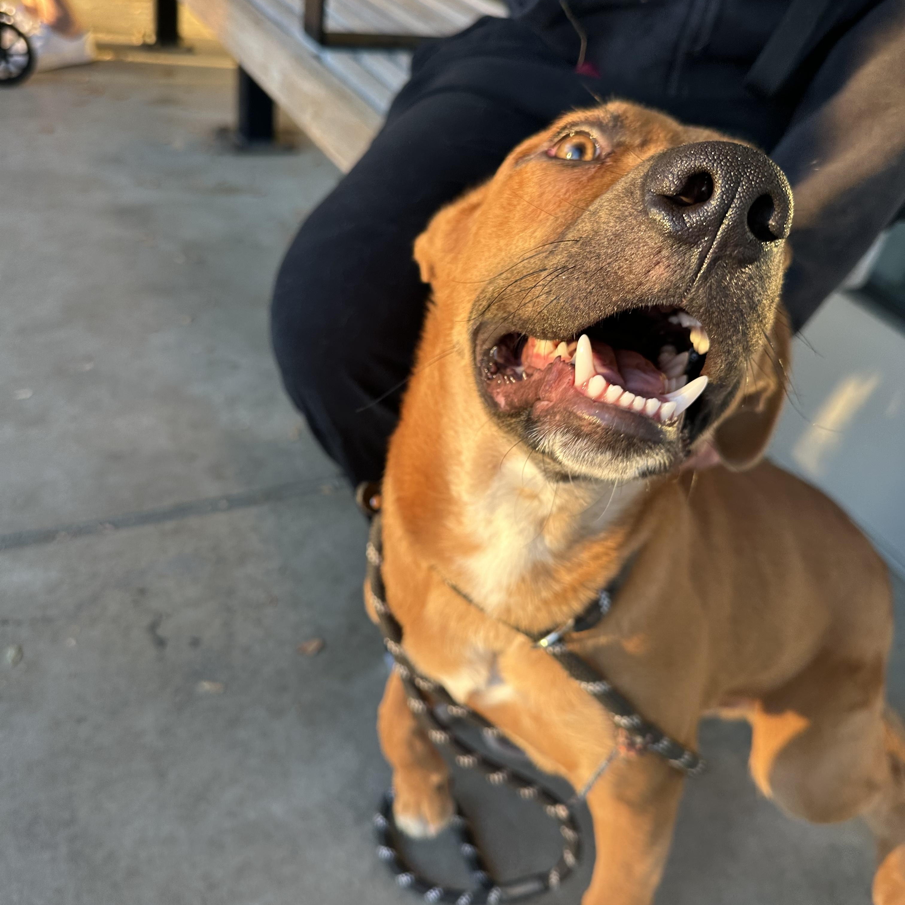 Enlarge Clyde, a Adoptable mixed breed in Oak Park, MN image 6/6