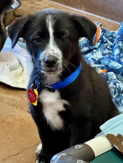 Enlarge Hillbilly Willy, a Adopted Mixed Breed in Stanwood, WA image 1/1