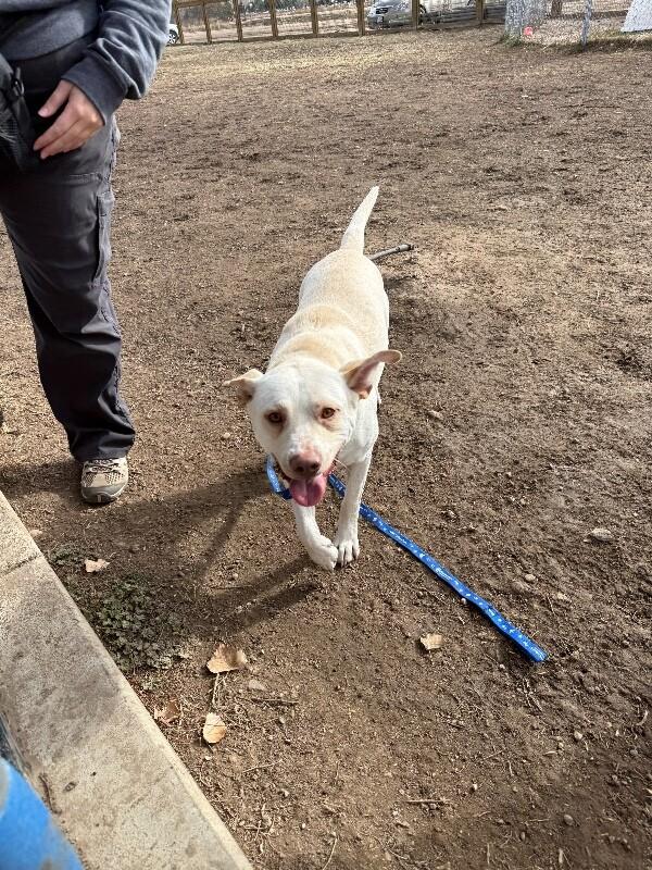 Aloe, a Adoptable mixed breed in Westminster, CO image 1/6