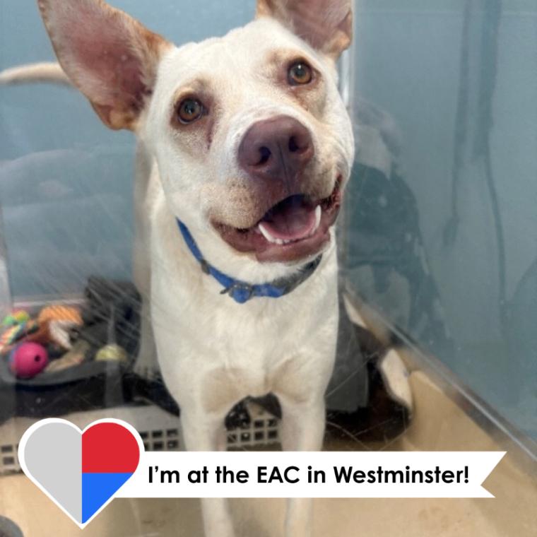 Aloe, a Adoptable mixed breed in Westminster, CO image 5/6