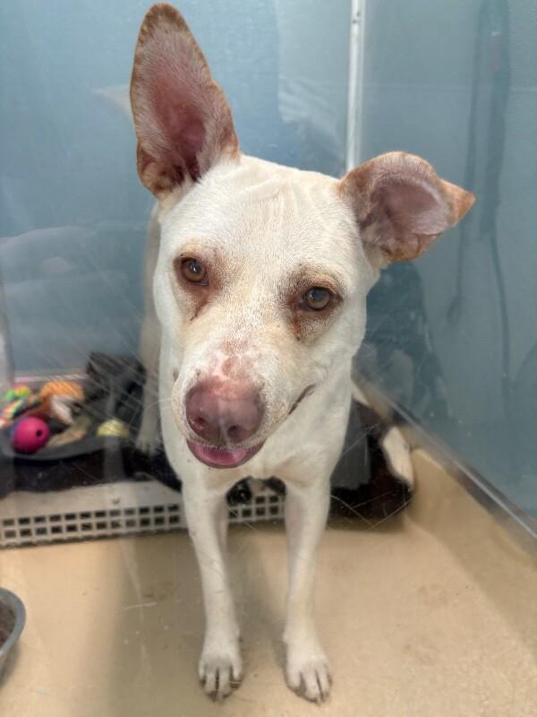 Aloe, a Adoptable mixed breed in Westminster, CO image 6/6