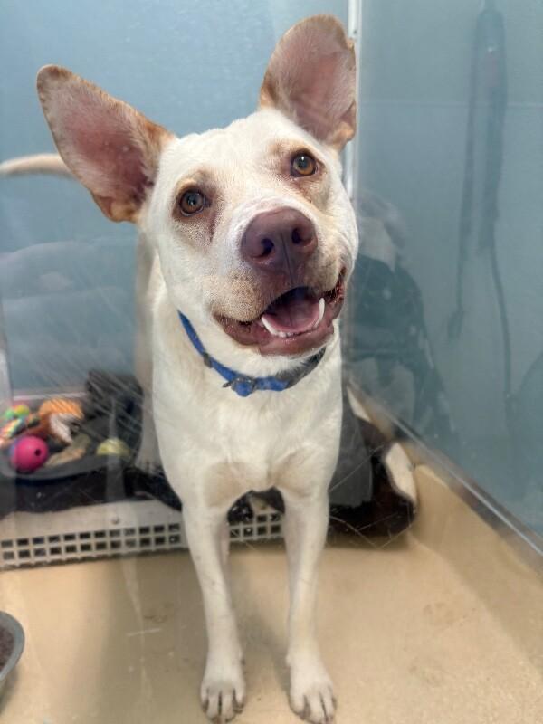 Aloe, a Adoptable mixed breed in Westminster, CO image 2/3
