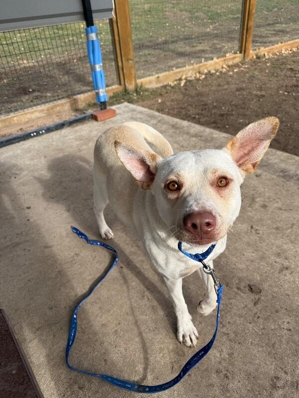 Aloe, a Adoptable mixed breed in Westminster, CO image 3/3