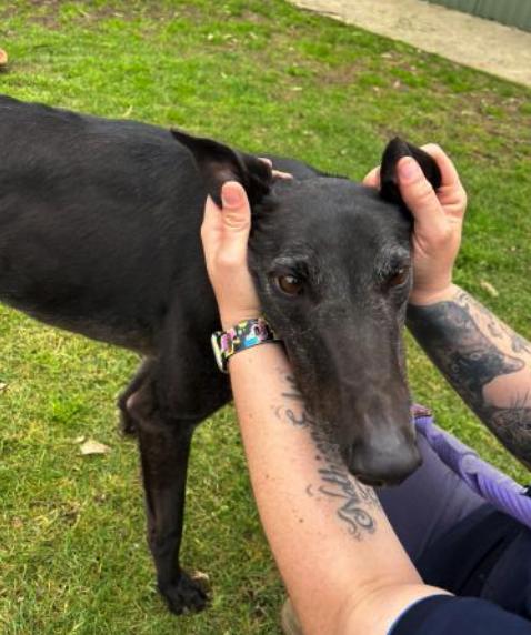 What’s Thy Name (Jose), Adoptable, Adult Male Greyhound.