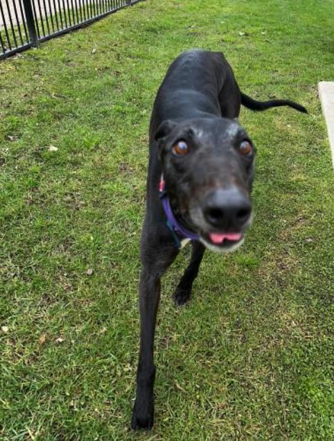 Enlarge What’s Thy Name (Jose), a Adoptable Greyhound in Tarpon Springs, FL image 2/3