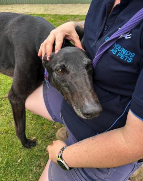 Enlarge What’s Thy Name (Jose), a Adoptable Greyhound in Tarpon Springs, FL image 3/3