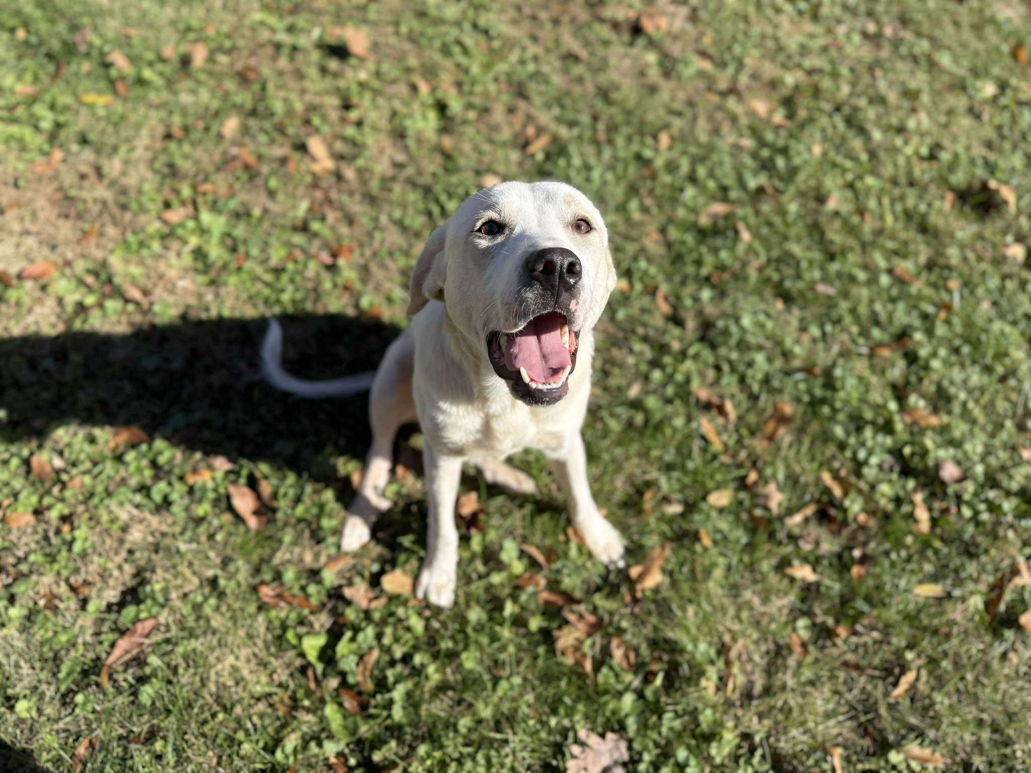 Malibu, Adoptable, Adult Female Mixed Breed.