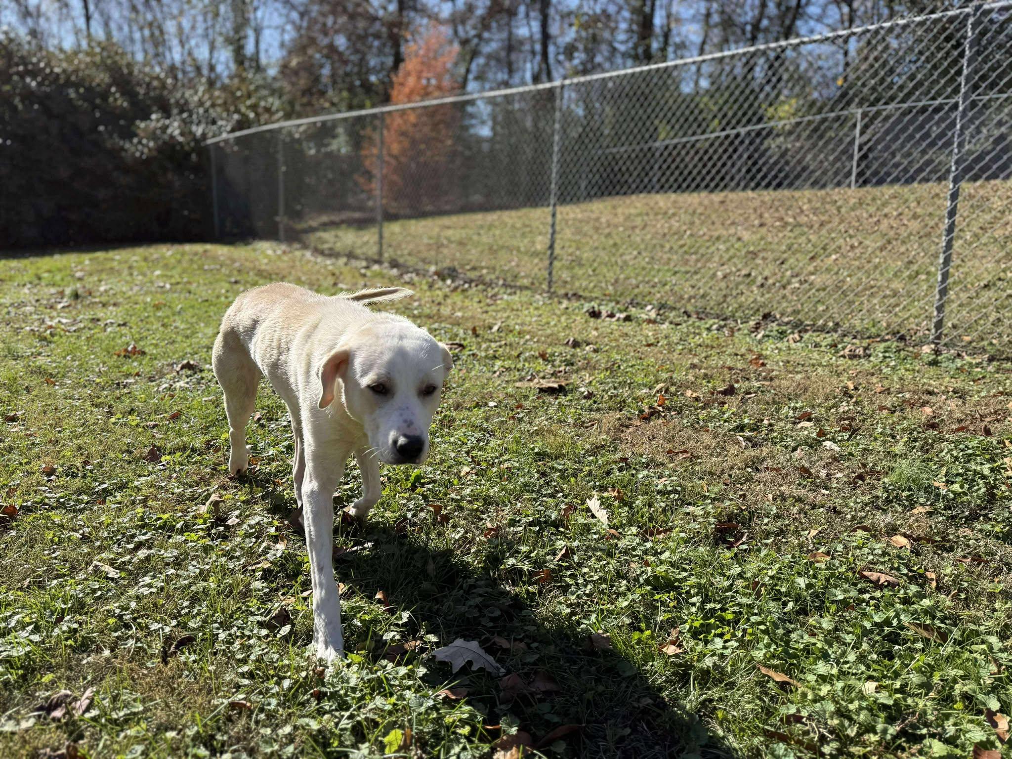 Enlarge Malibu (Fully Sponsored), an adopted mixed breed in Leitchfield, KY image 2/6