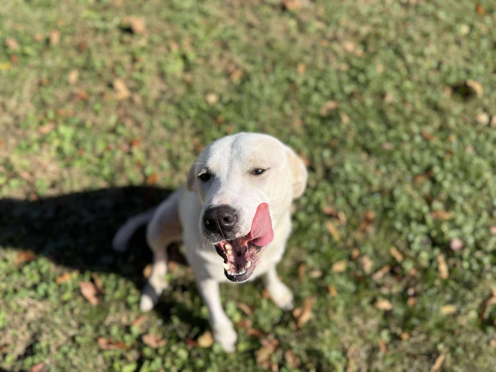 Enlarge Malibu (Fully Sponsored), an adopted mixed breed in Leitchfield, KY image 3/6