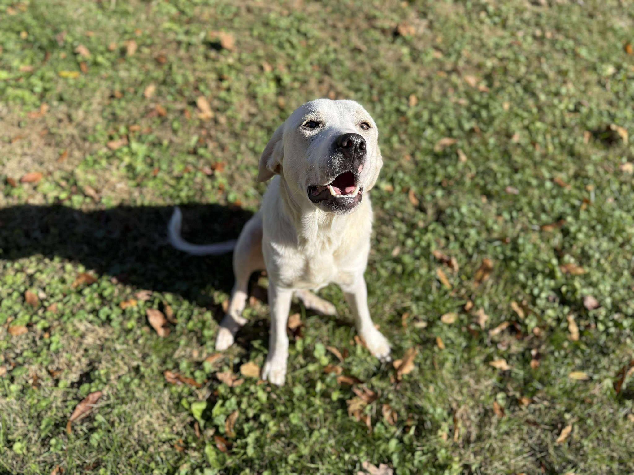 Enlarge Malibu (Fully Sponsored), an adopted mixed breed in Leitchfield, KY image 4/6