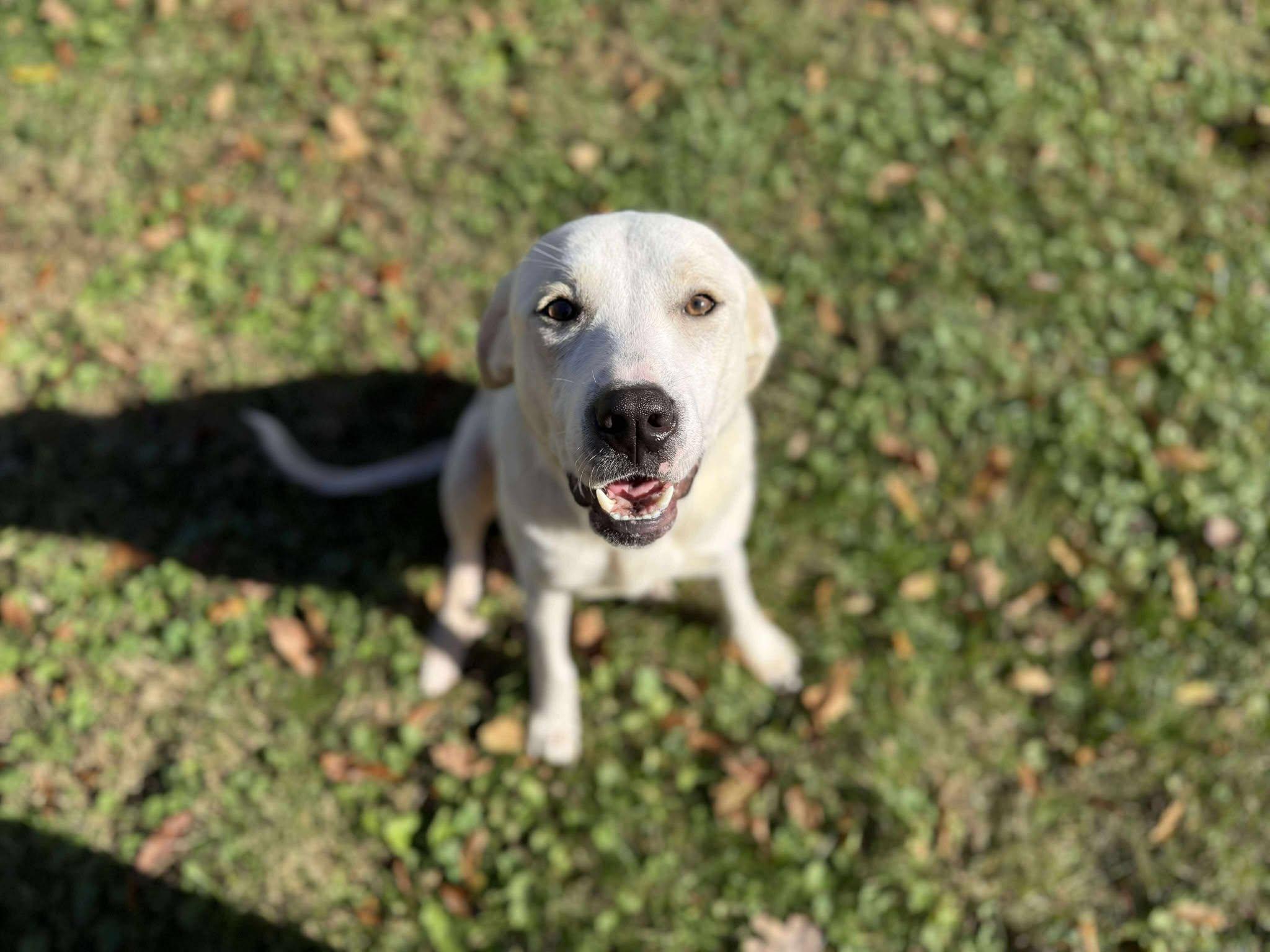 Enlarge Malibu (Fully Sponsored), an adopted mixed breed in Leitchfield, KY image 5/6