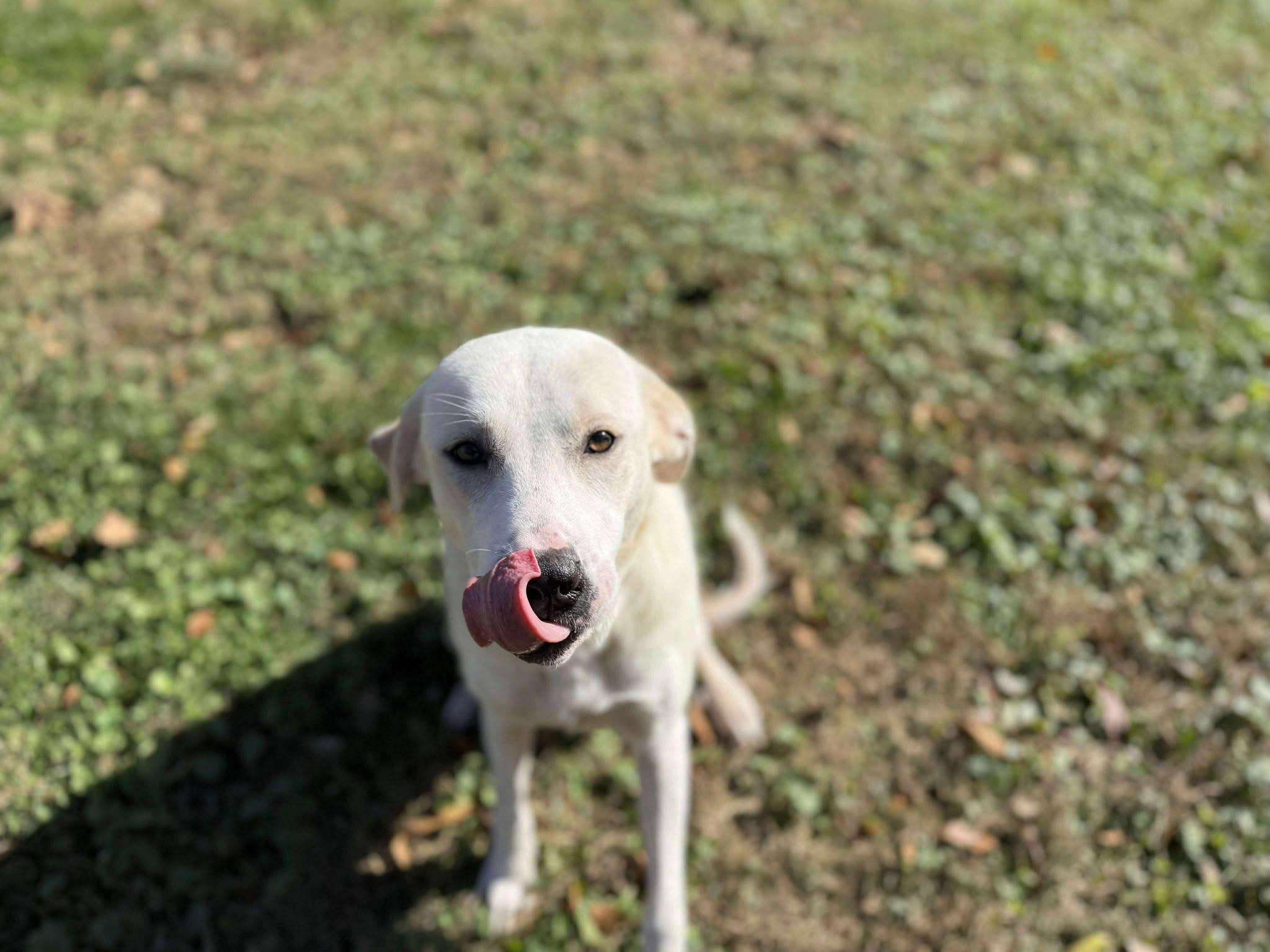 Enlarge Malibu (Fully Sponsored), an adopted mixed breed in Leitchfield, KY image 6/6