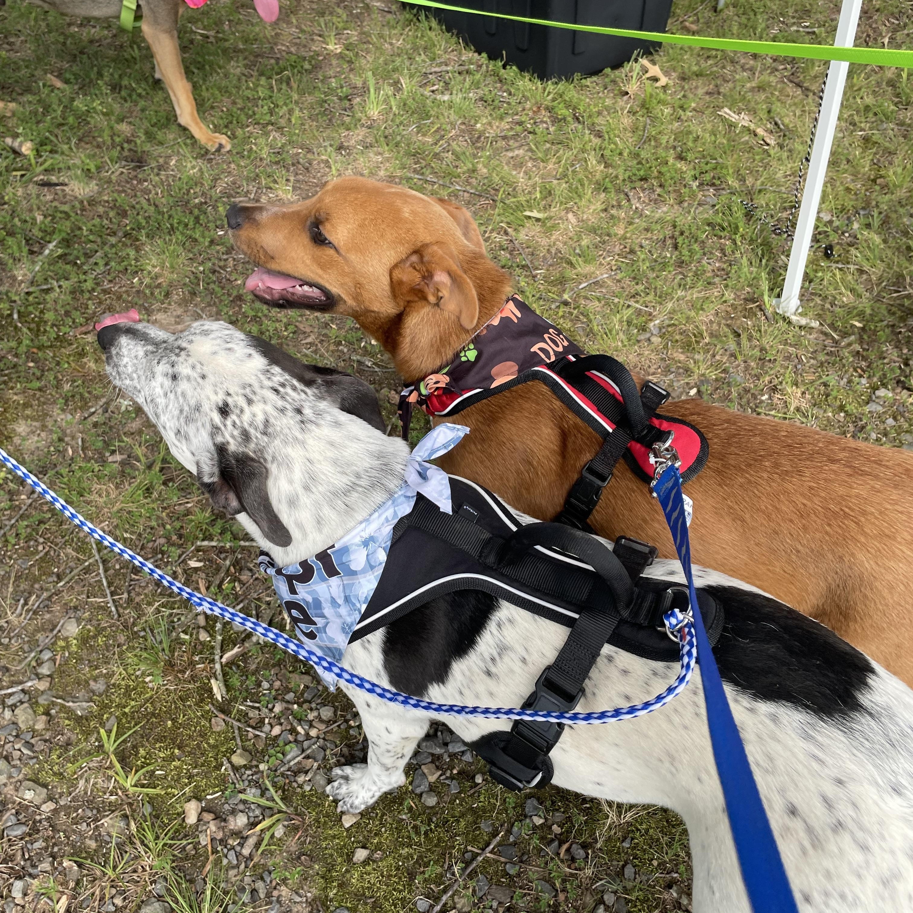 Frankie, a Adoptable mixed breed in Heber Springs, AR image 1/5