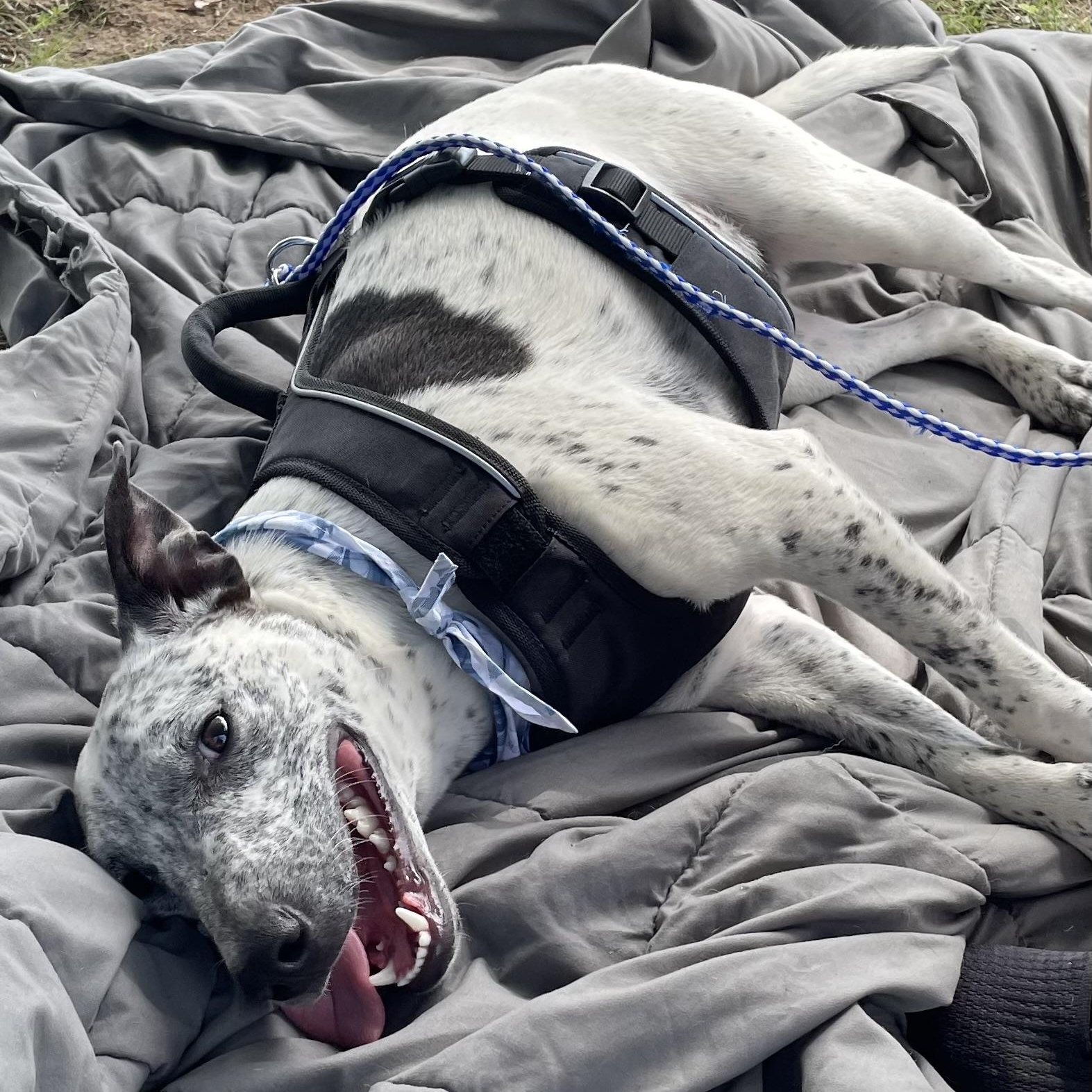 Frankie, a Adoptable mixed breed in Heber Springs, AR image 2/5