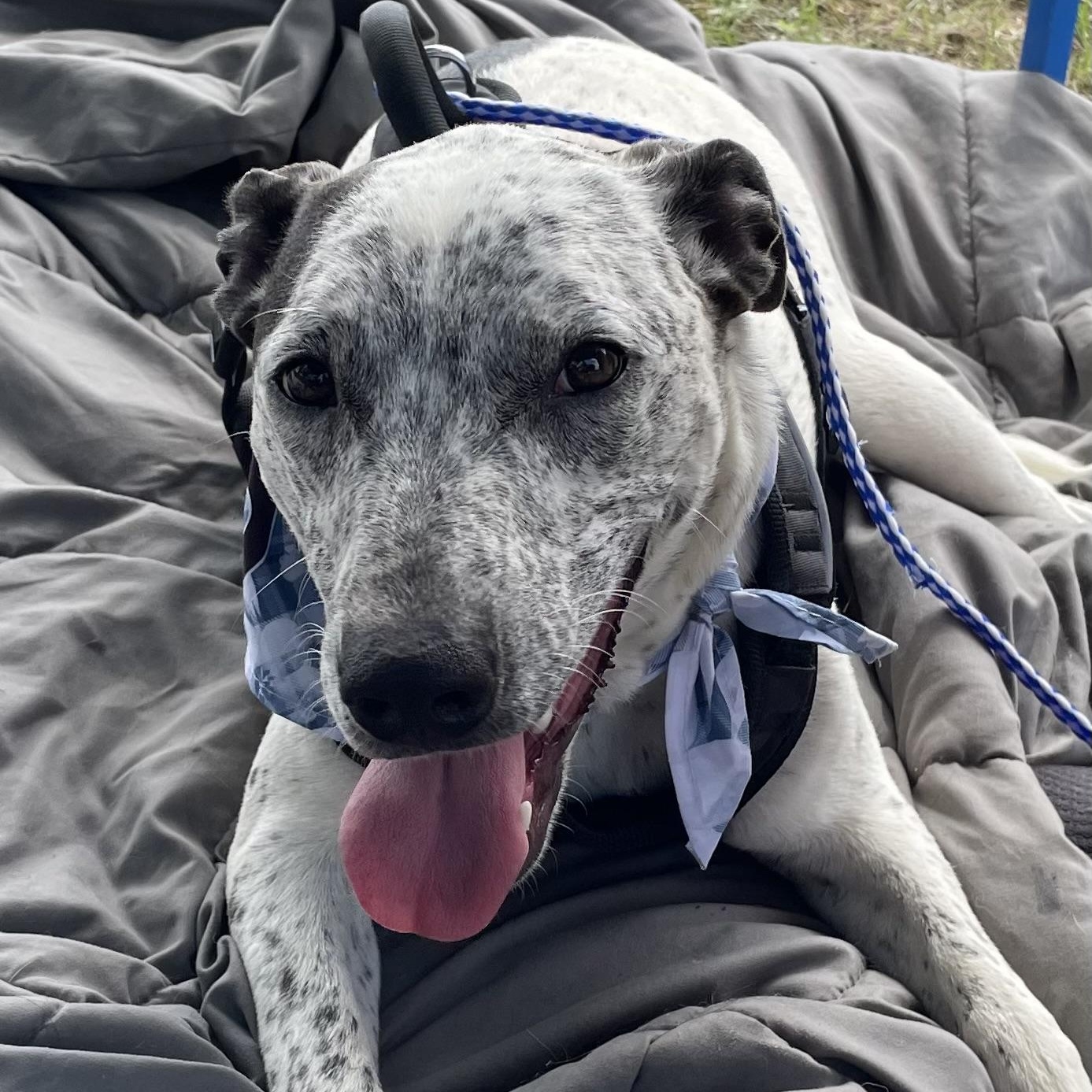 Frankie, a Adoptable mixed breed in Heber Springs, AR image 3/5