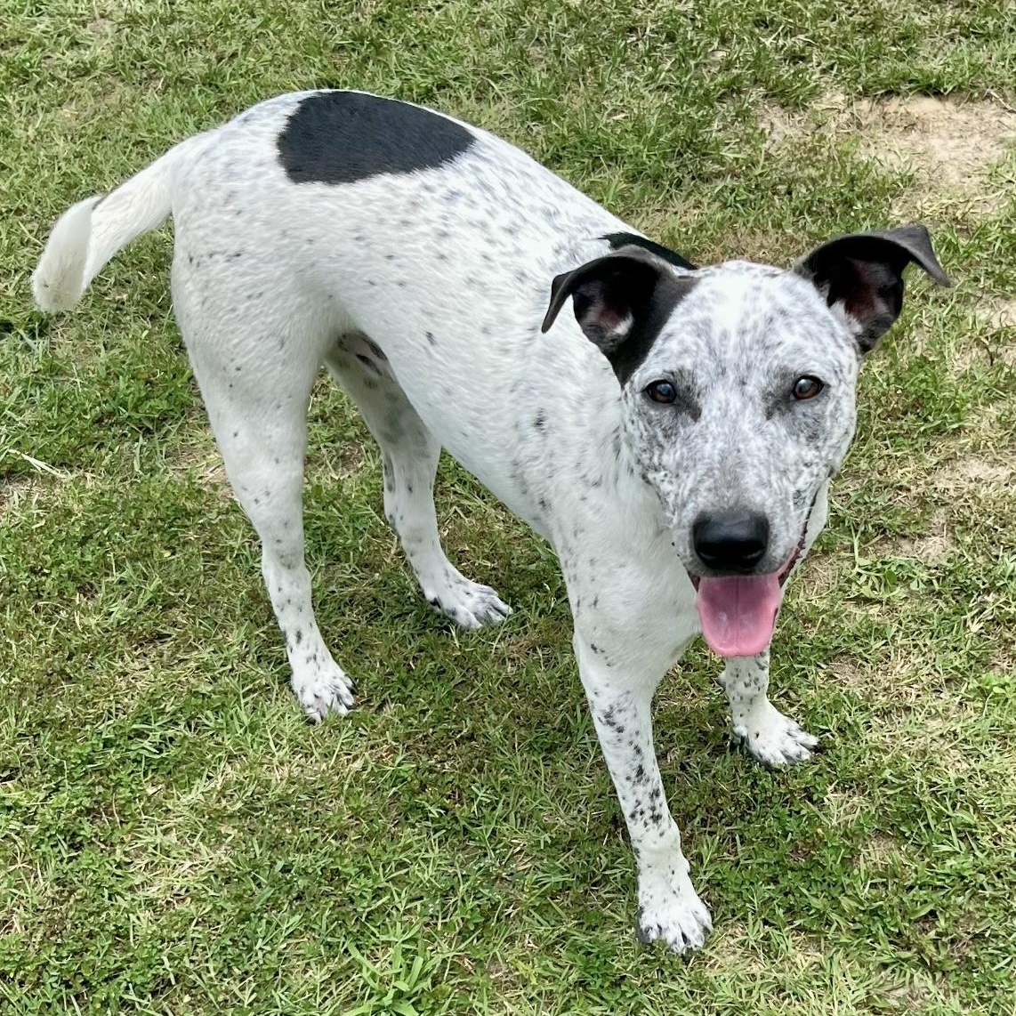 Frankie, a Adoptable mixed breed in Heber Springs, AR image 4/5