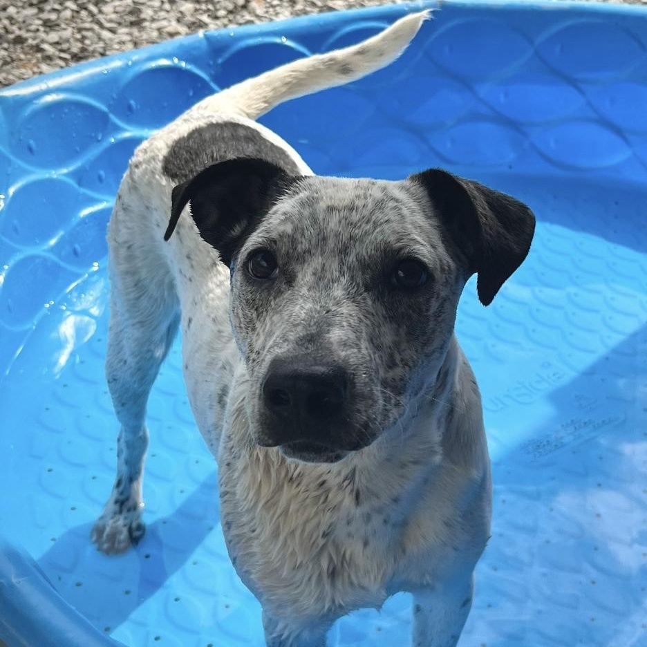 Frankie, a Adoptable mixed breed in Heber Springs, AR image 5/5