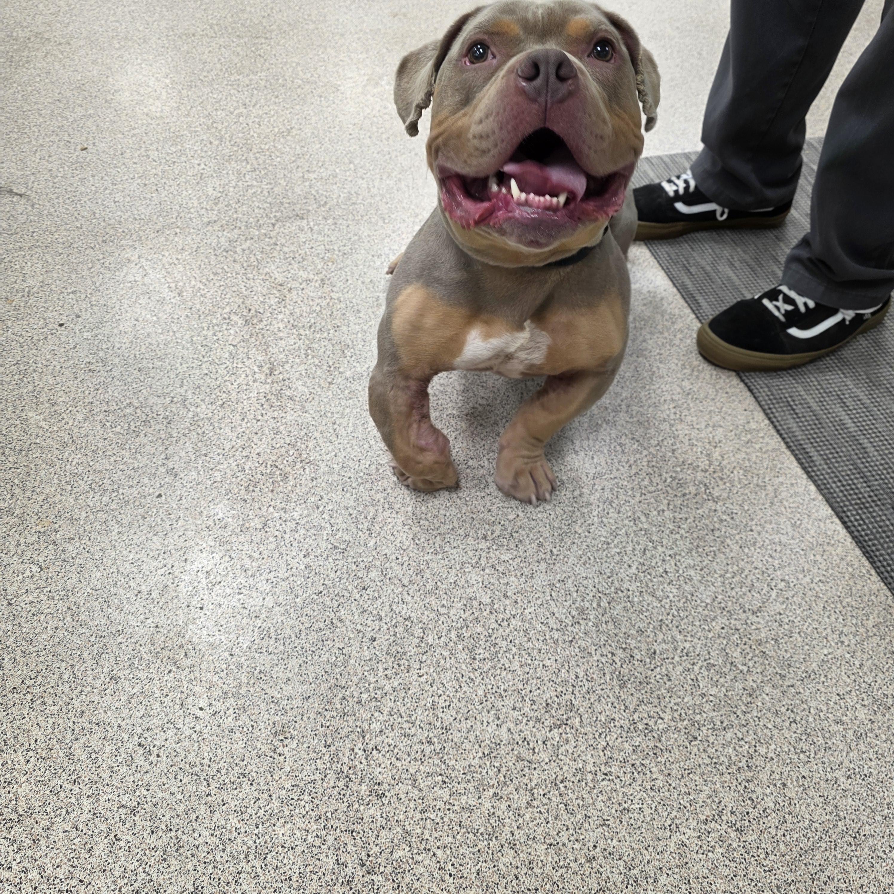 Enlarge Forrest Gump, a Adoptable Pit Bull Terrier in Lincoln Park, NJ image 1/3