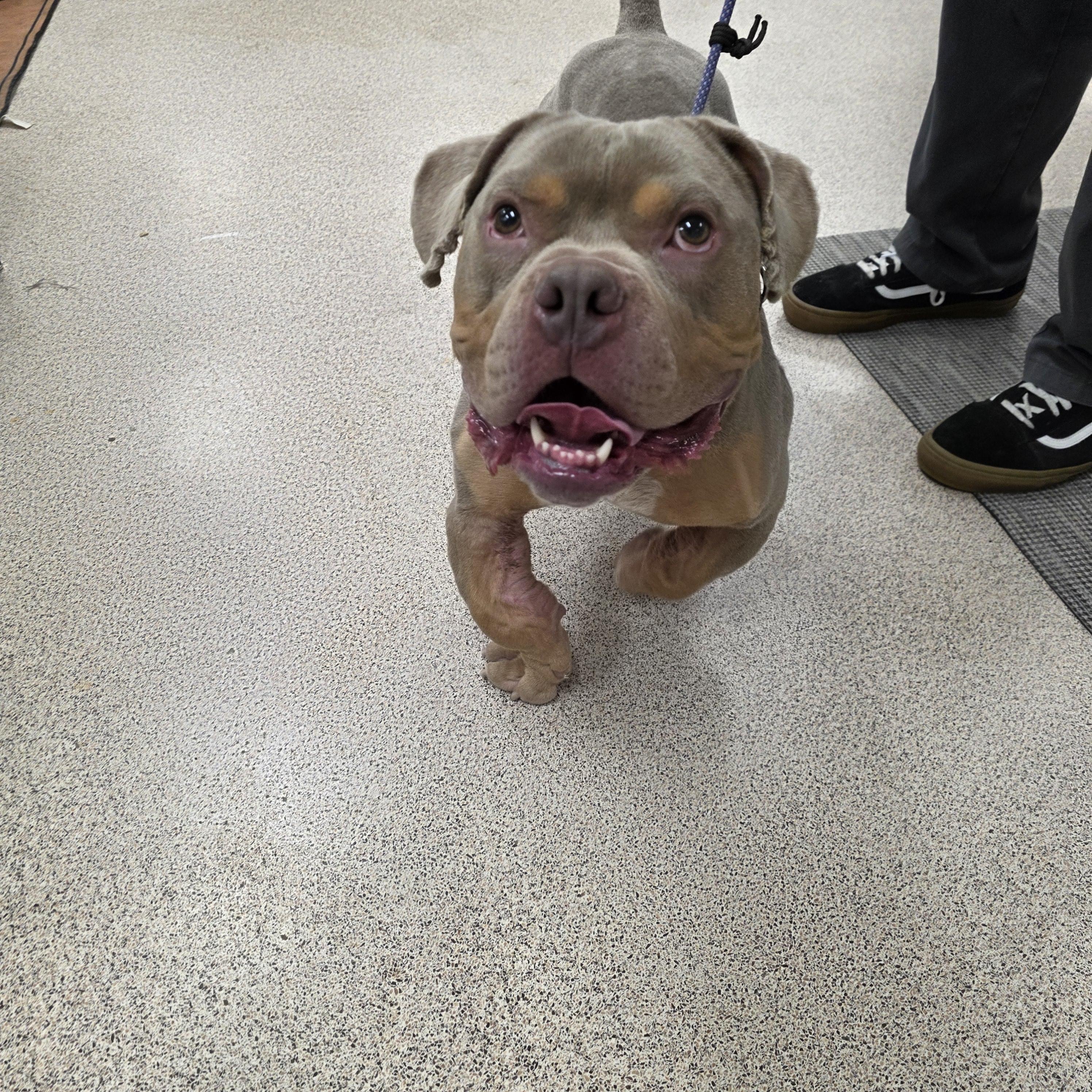 Enlarge Forrest Gump, a Adoptable Pit Bull Terrier in Lincoln Park, NJ image 2/3