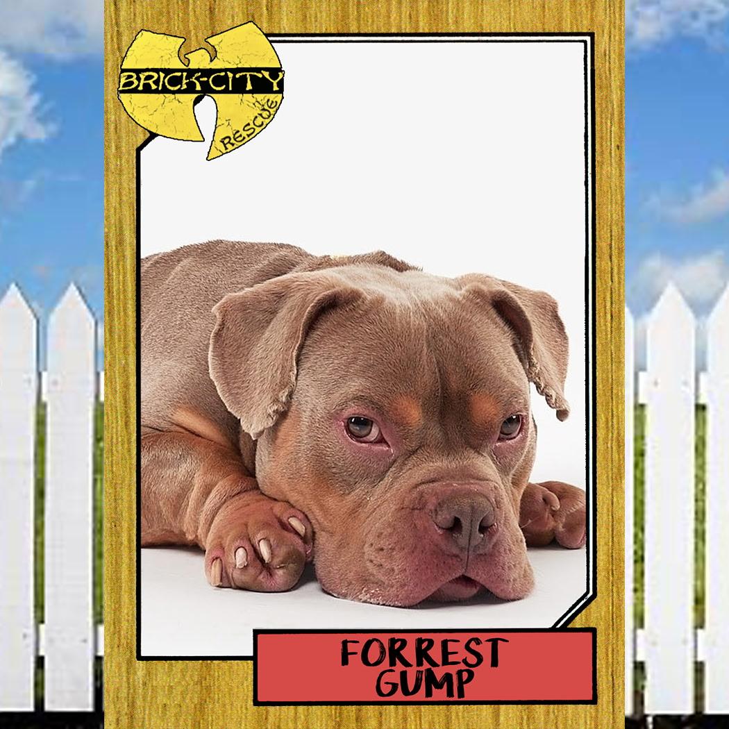 Enlarge Forrest Gump, a Adoptable Pit Bull Terrier in Lincoln Park, NJ image 3/3
