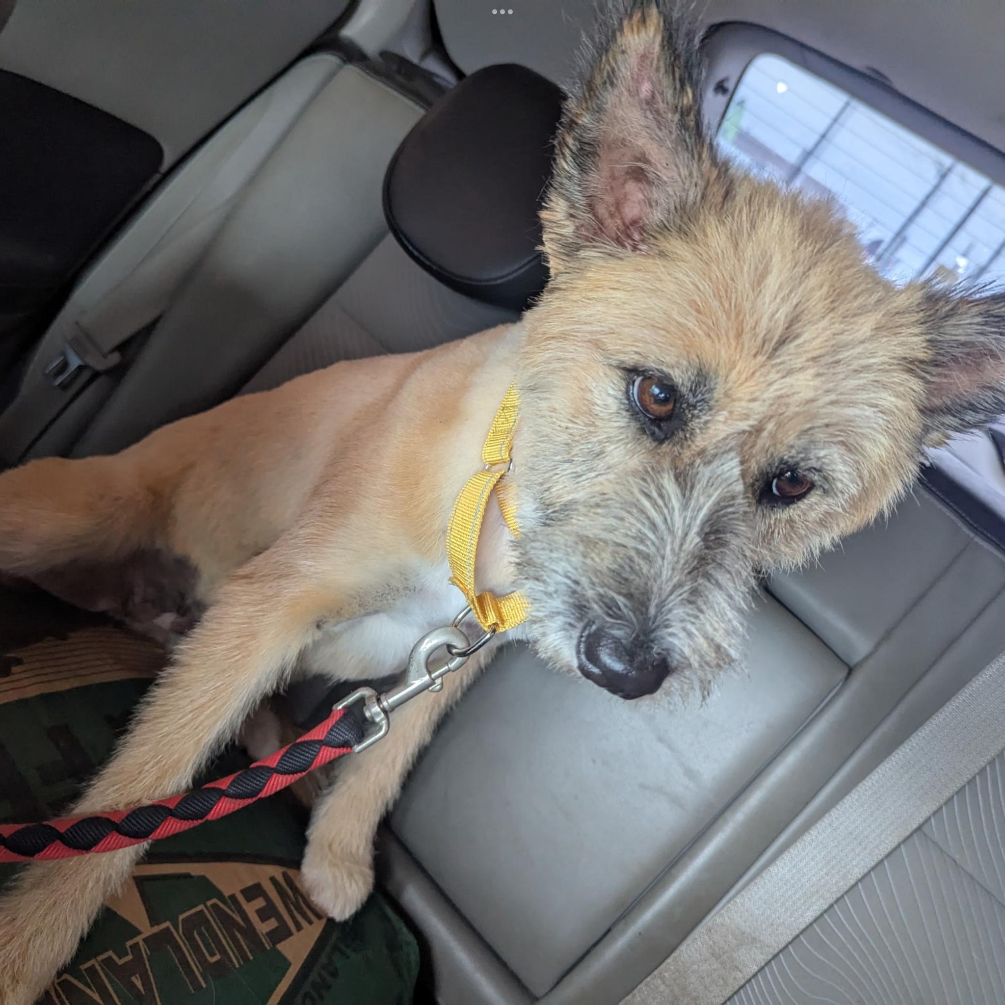 Tess - Pretty Woman, a Adoptable mixed breed in CORPUS CHRISTI, TX image 3/5