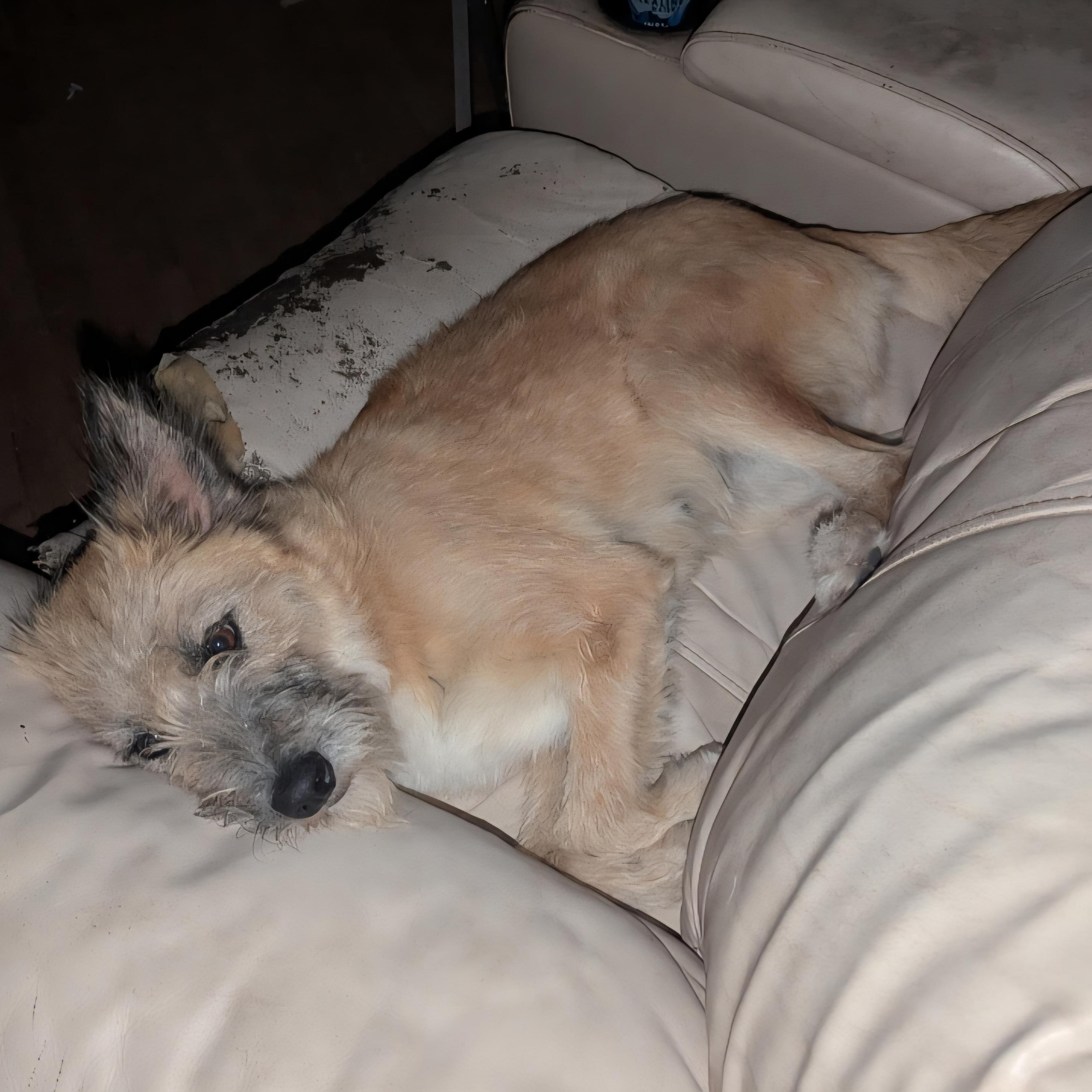 Tess - Pretty Woman, a Adoptable mixed breed in CORPUS CHRISTI, TX image 4/5