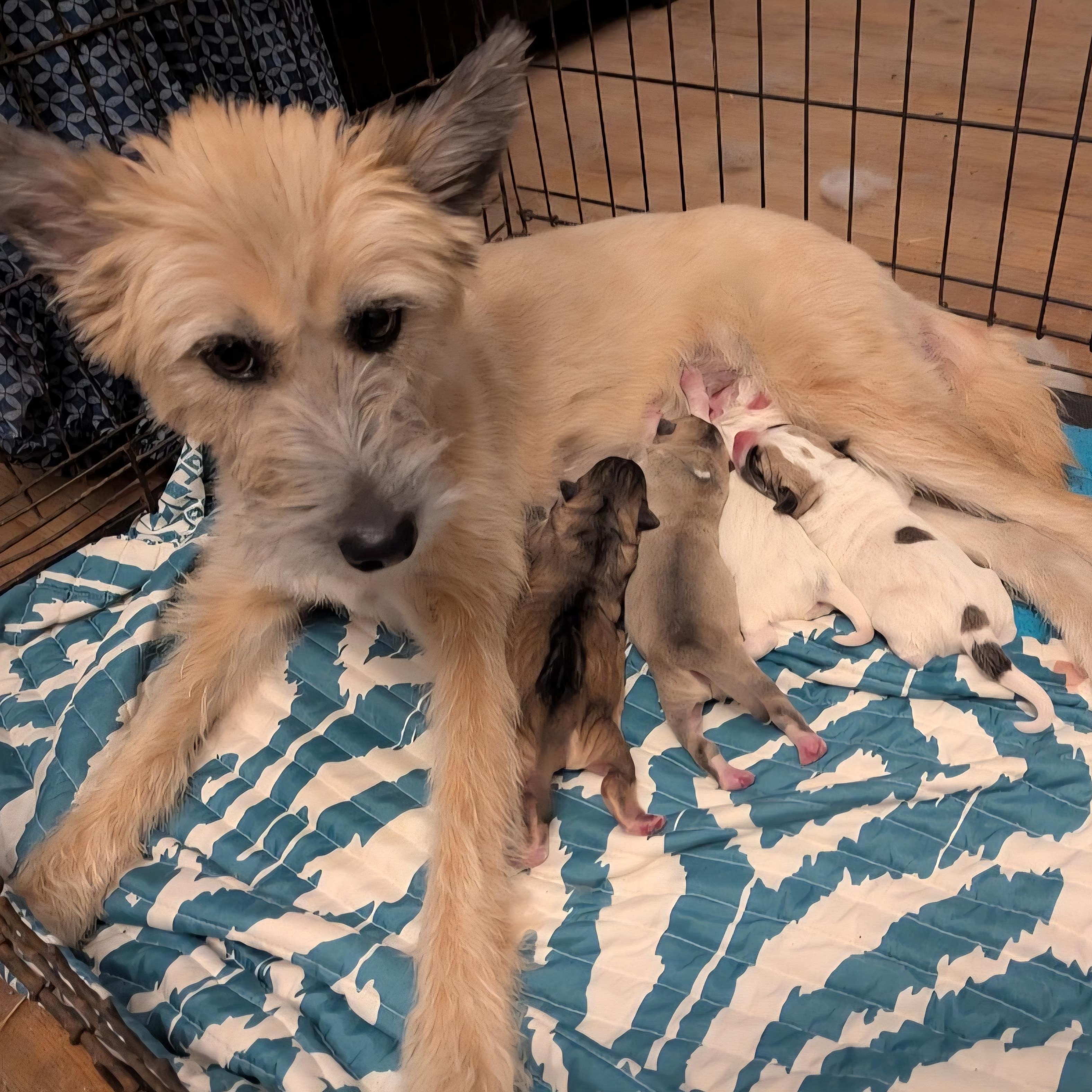 Tess - Pretty Woman, a Adoptable mixed breed in CORPUS CHRISTI, TX image 5/5