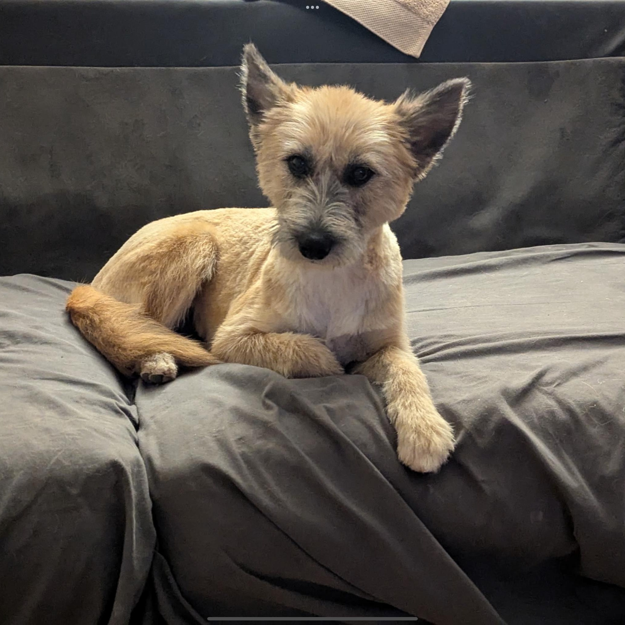 Tess - Pretty Woman, Adoptable, Adult Female Terrier.