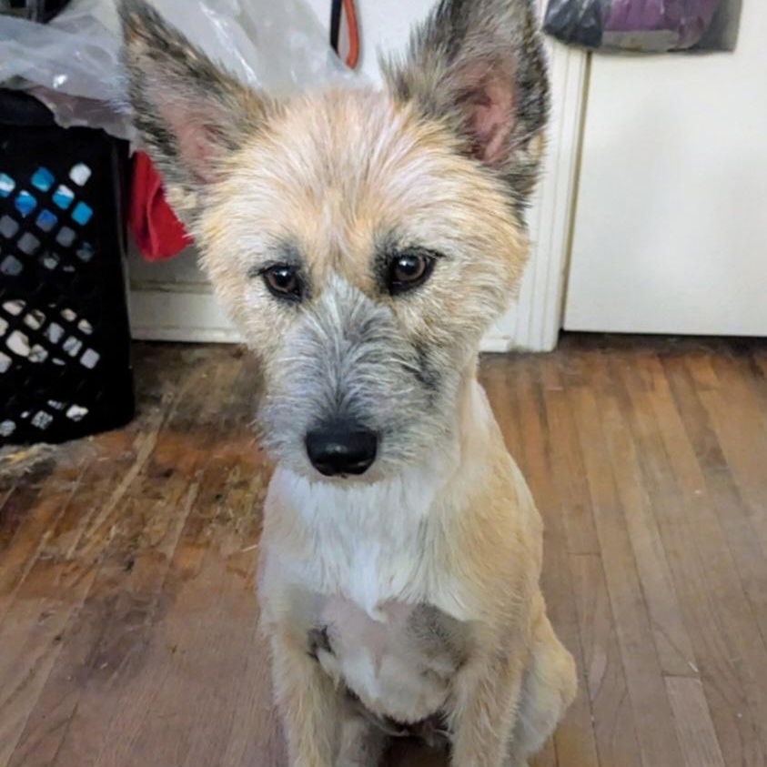 Tess - Pretty Woman, a Adoptable mixed breed in CORPUS CHRISTI, TX image 2/5