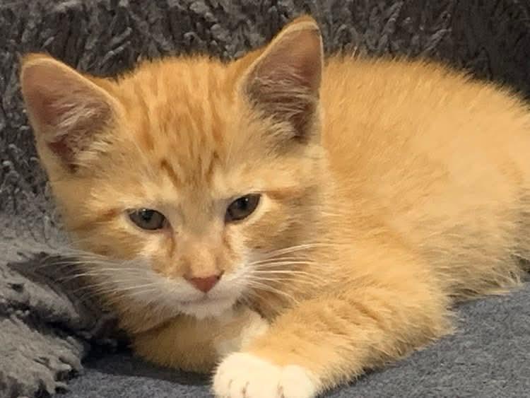 Suffix, Baby Male Tabby