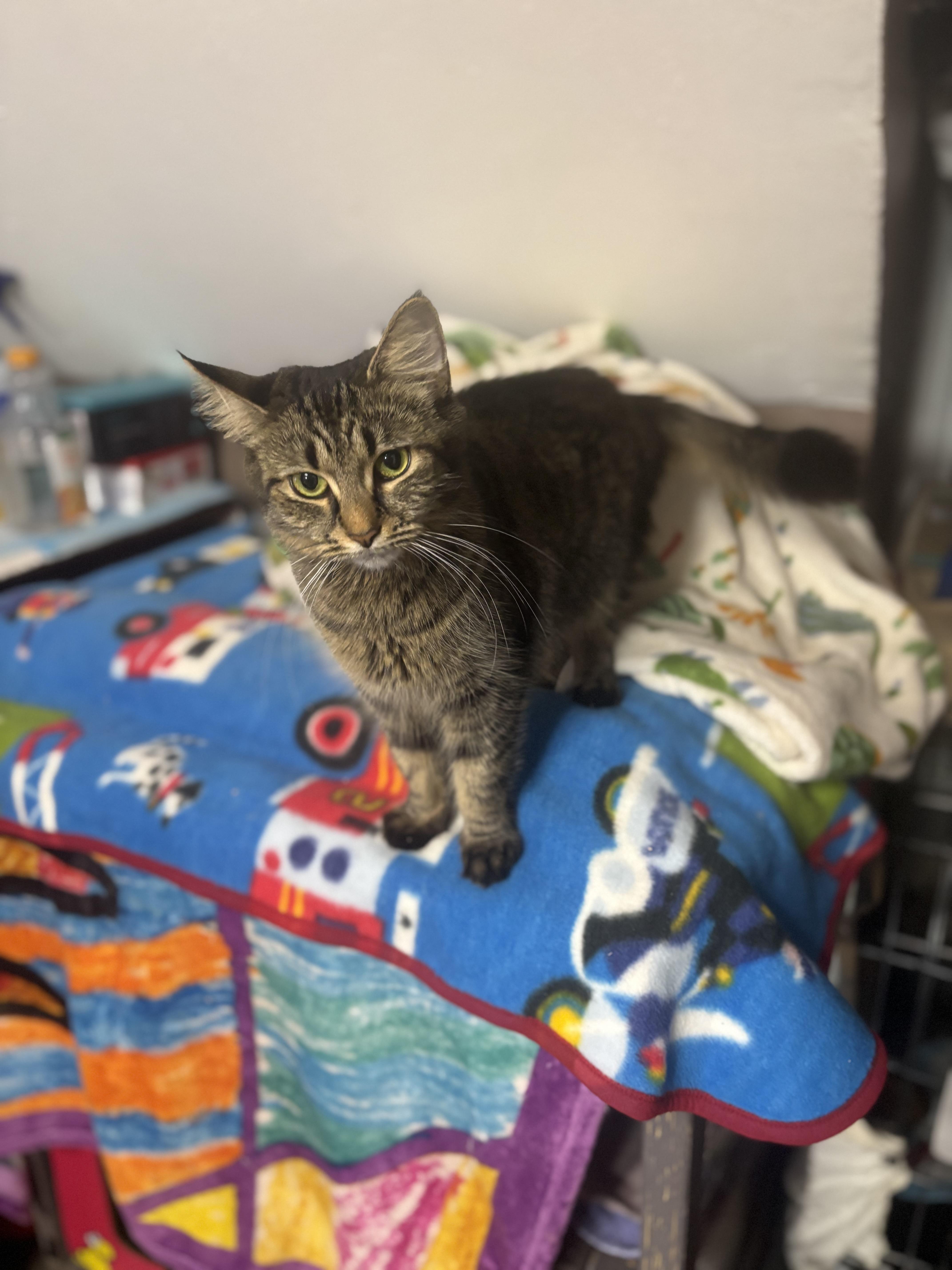 Enlarge SETH, a Adoptable Domestic Short Hair in Pittsburgh, PA image 4/4