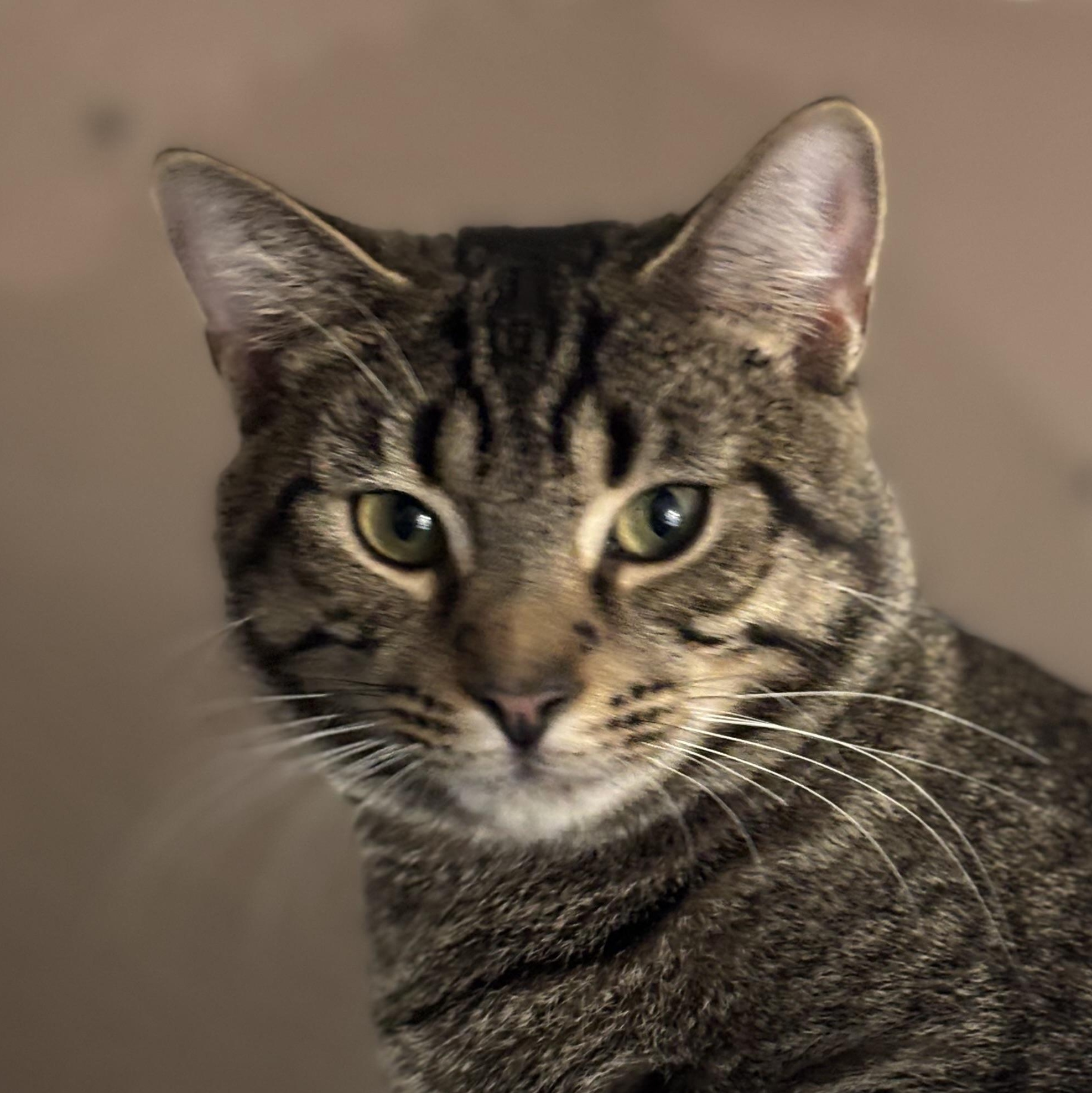 Enlarge SETH, a Adoptable Domestic Short Hair in Pittsburgh, PA image 1/4