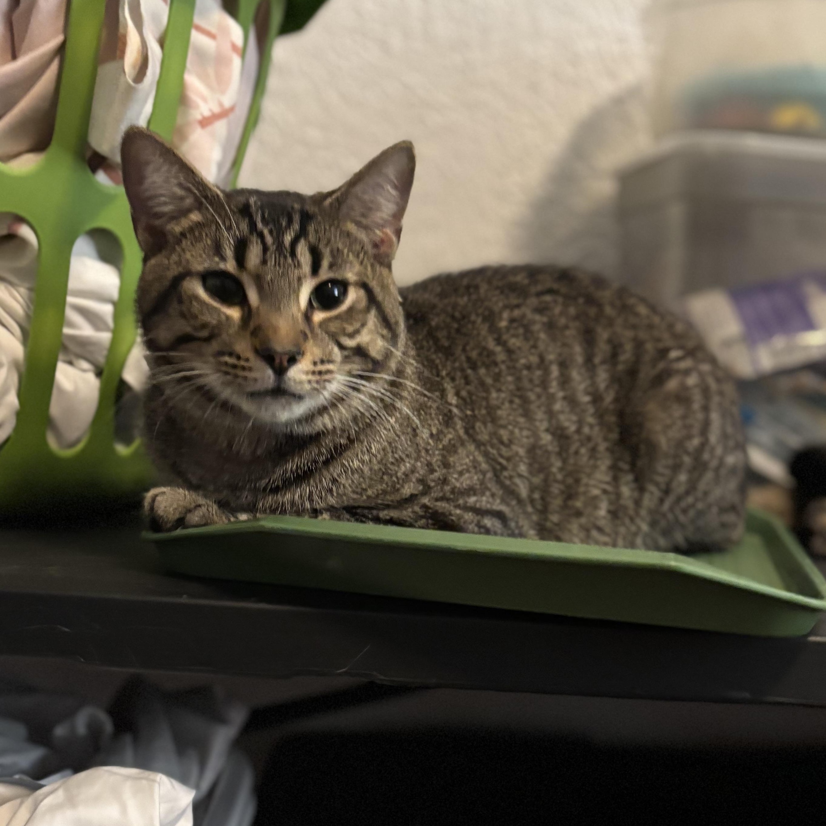 Enlarge SETH, a Adoptable Domestic Short Hair in Pittsburgh, PA image 2/4