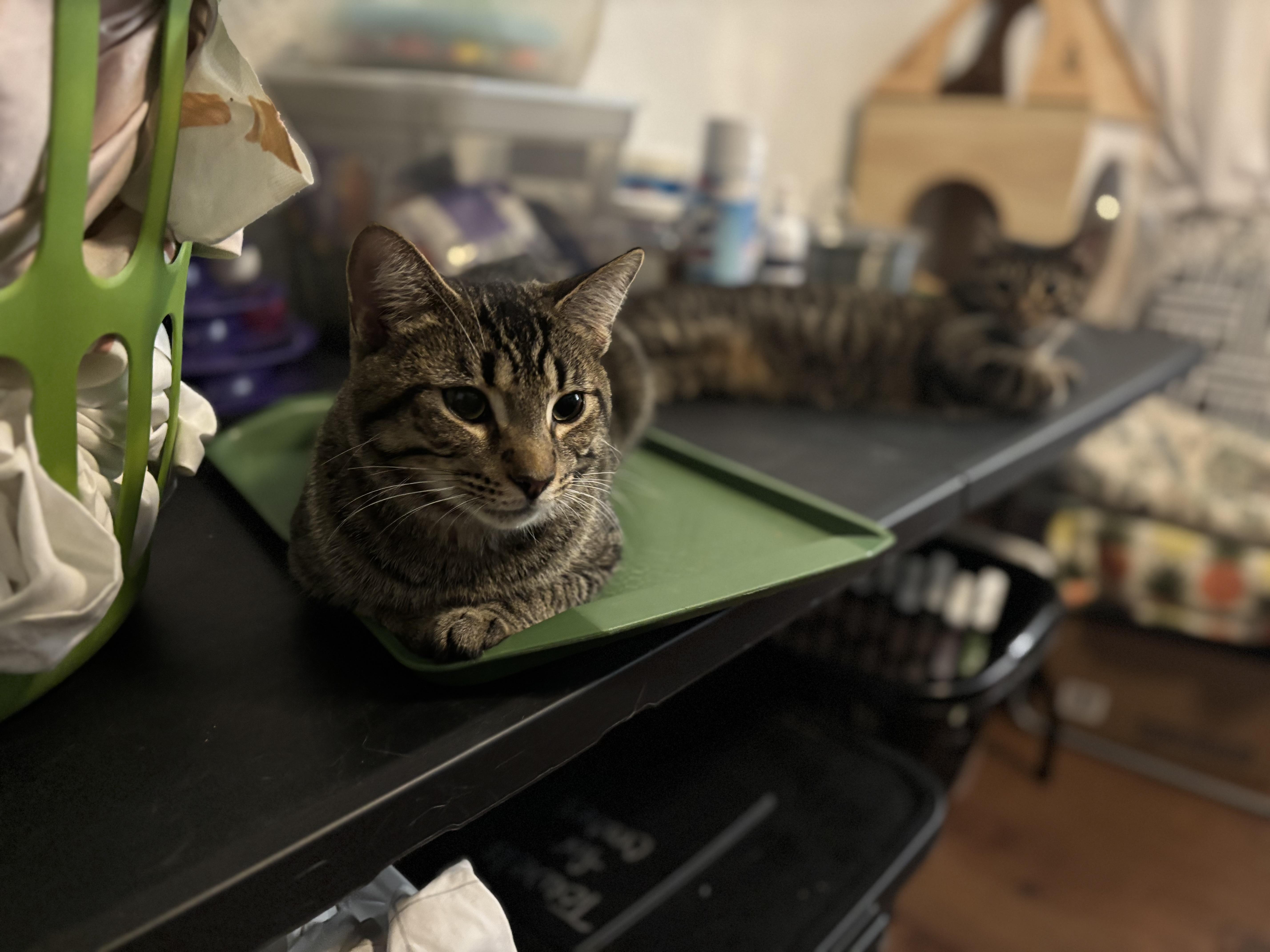 Enlarge SETH, a Adoptable Domestic Short Hair in Pittsburgh, PA image 3/4