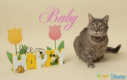 Baby, Adoptable, Adult Female Domestic Medium Hair & Domestic Short Hair.