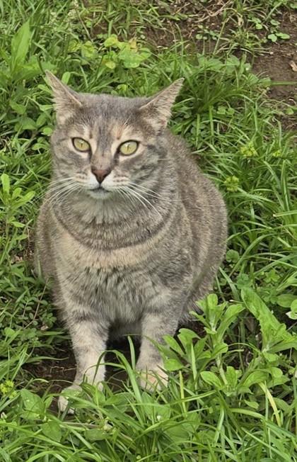 Enlarge Baby, a Adoptable mixed breed in Fairhope, AL image 2/2