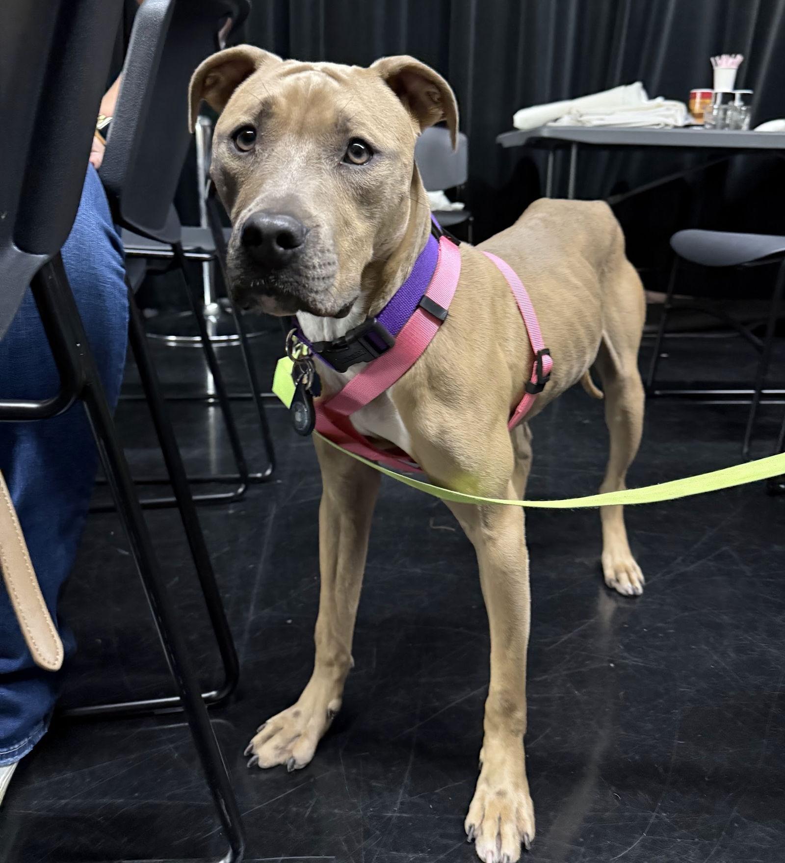 Tip, Adoptable, Adult Female Pit Bull Terrier & American Bulldog.