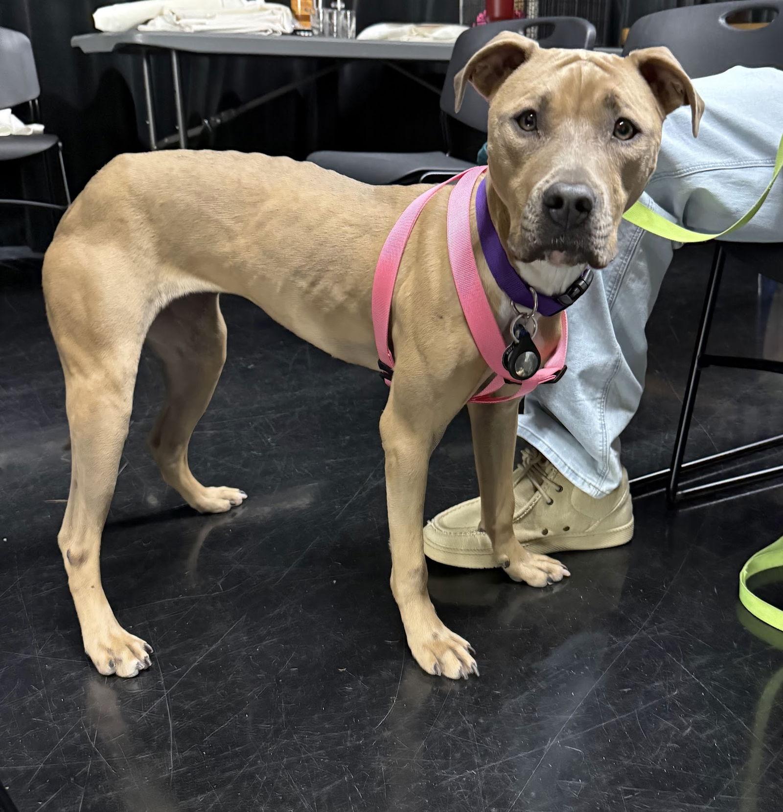 Tip, a Adoptable mixed breed in Golden Valley, MN image 2/3