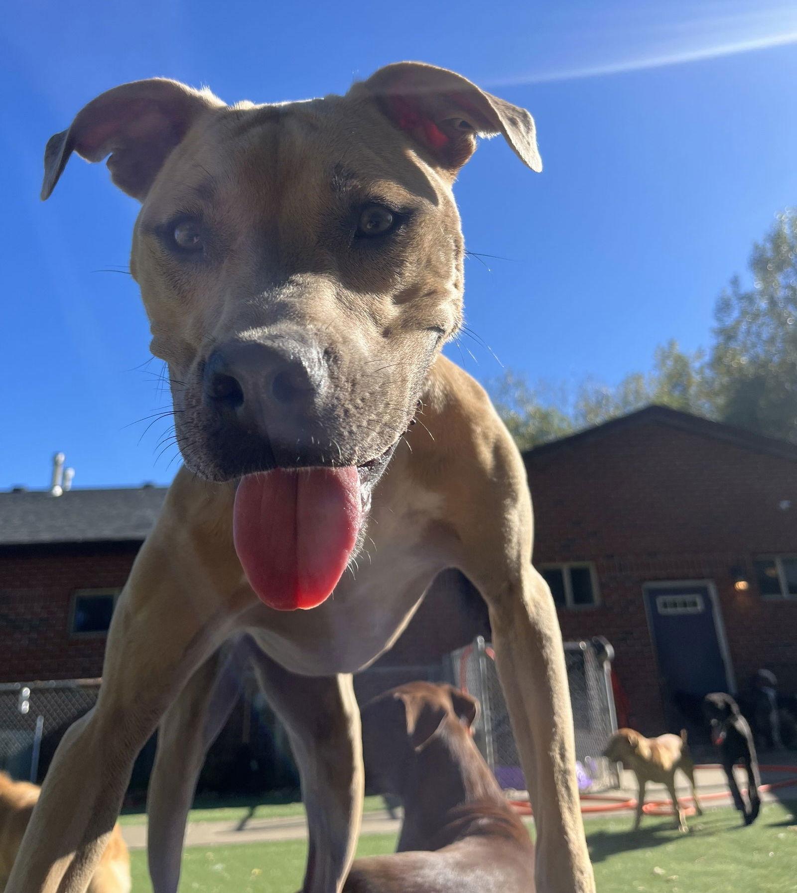 Tip, a Adoptable mixed breed in Golden Valley, MN image 3/3